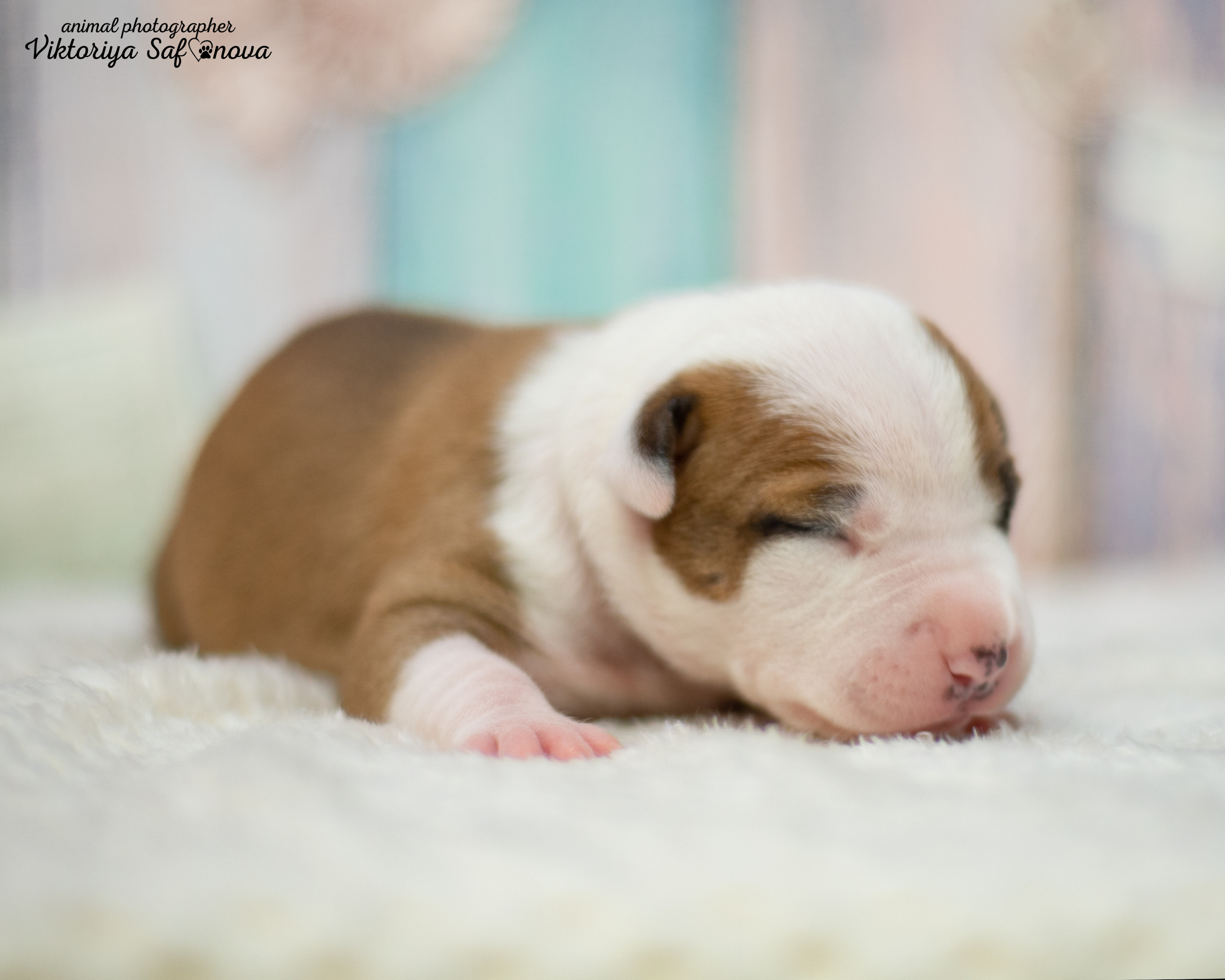 Стафики 17.07.2022. Фотограф анималист Благовещенск. Сафонова Виктория