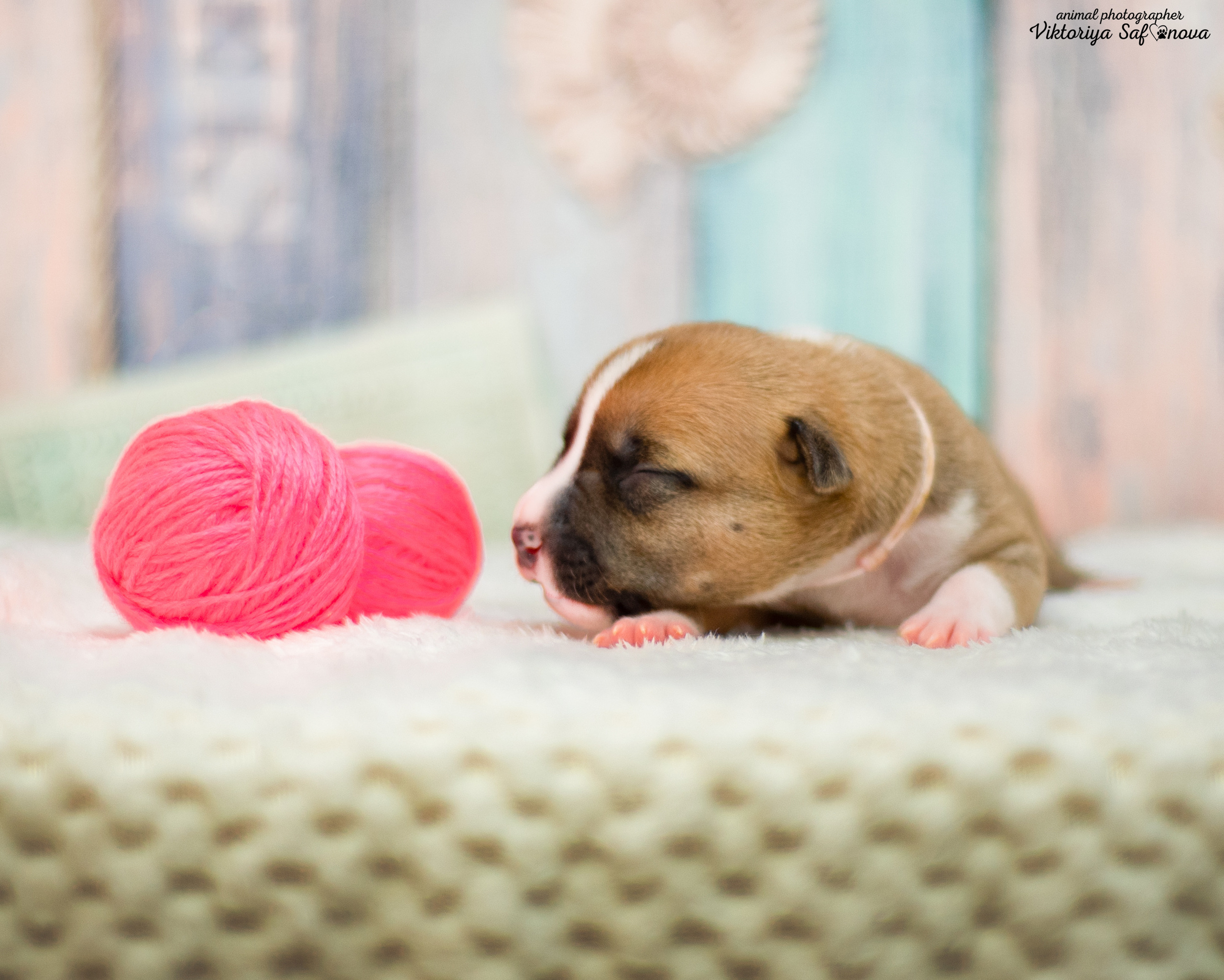 Стафики 17.07.2022. Фотограф анималист Благовещенск. Сафонова Виктория