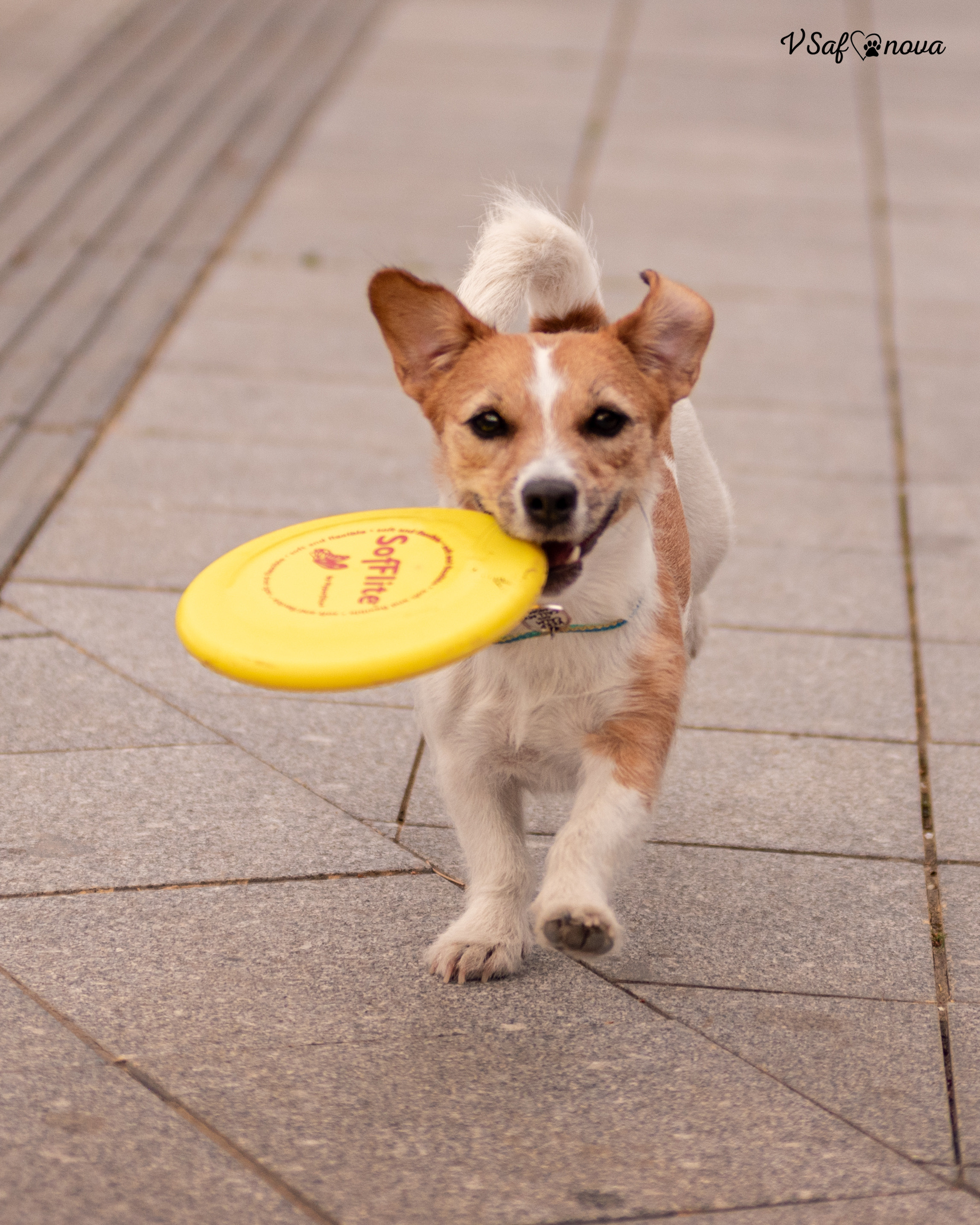 Алина и Лиза 22.05.2022. Фотограф анималист Благовещенск. Сафонова Виктория