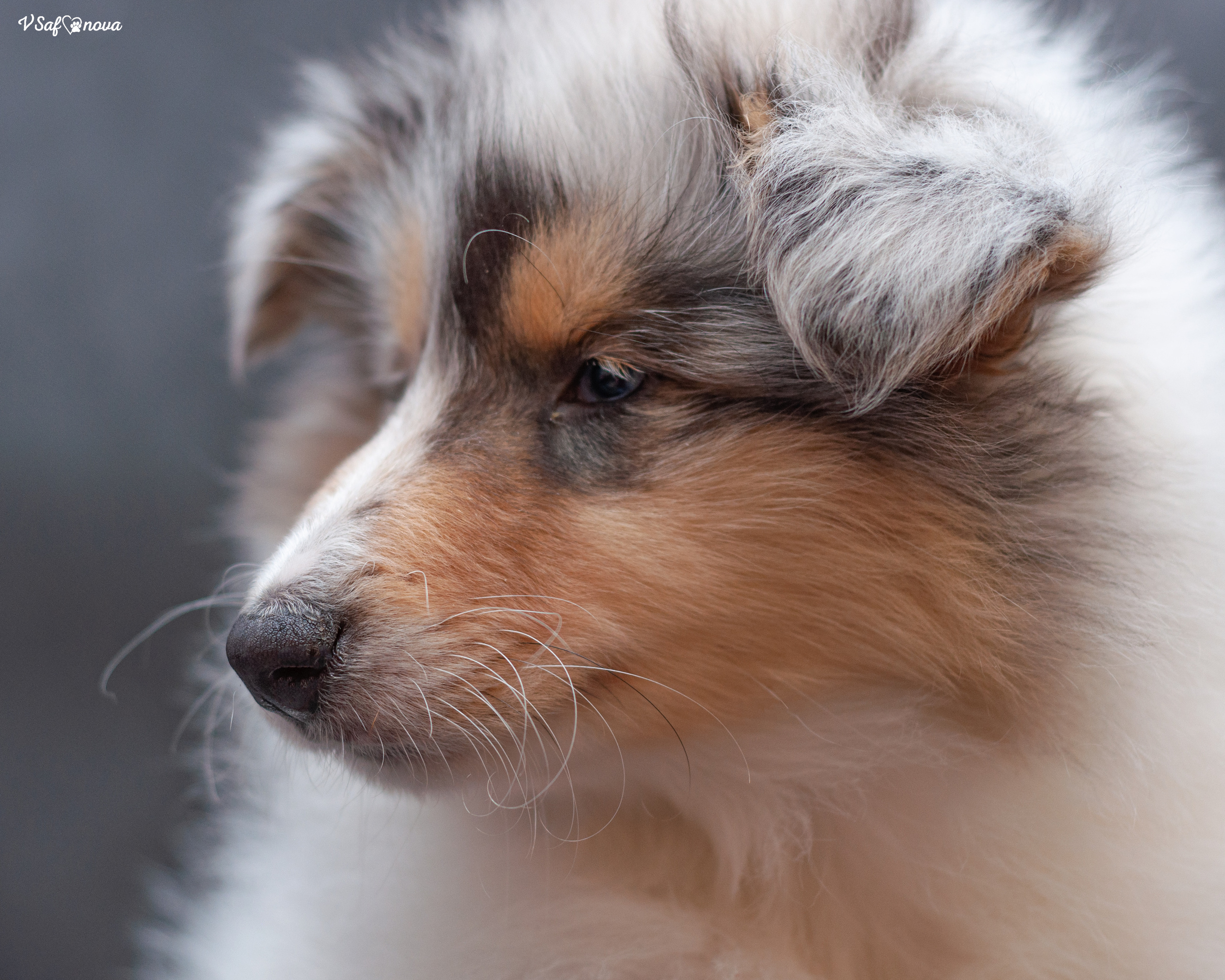 Колли 22.03.2022. Фотограф анималист Благовещенск. Сафонова Виктория