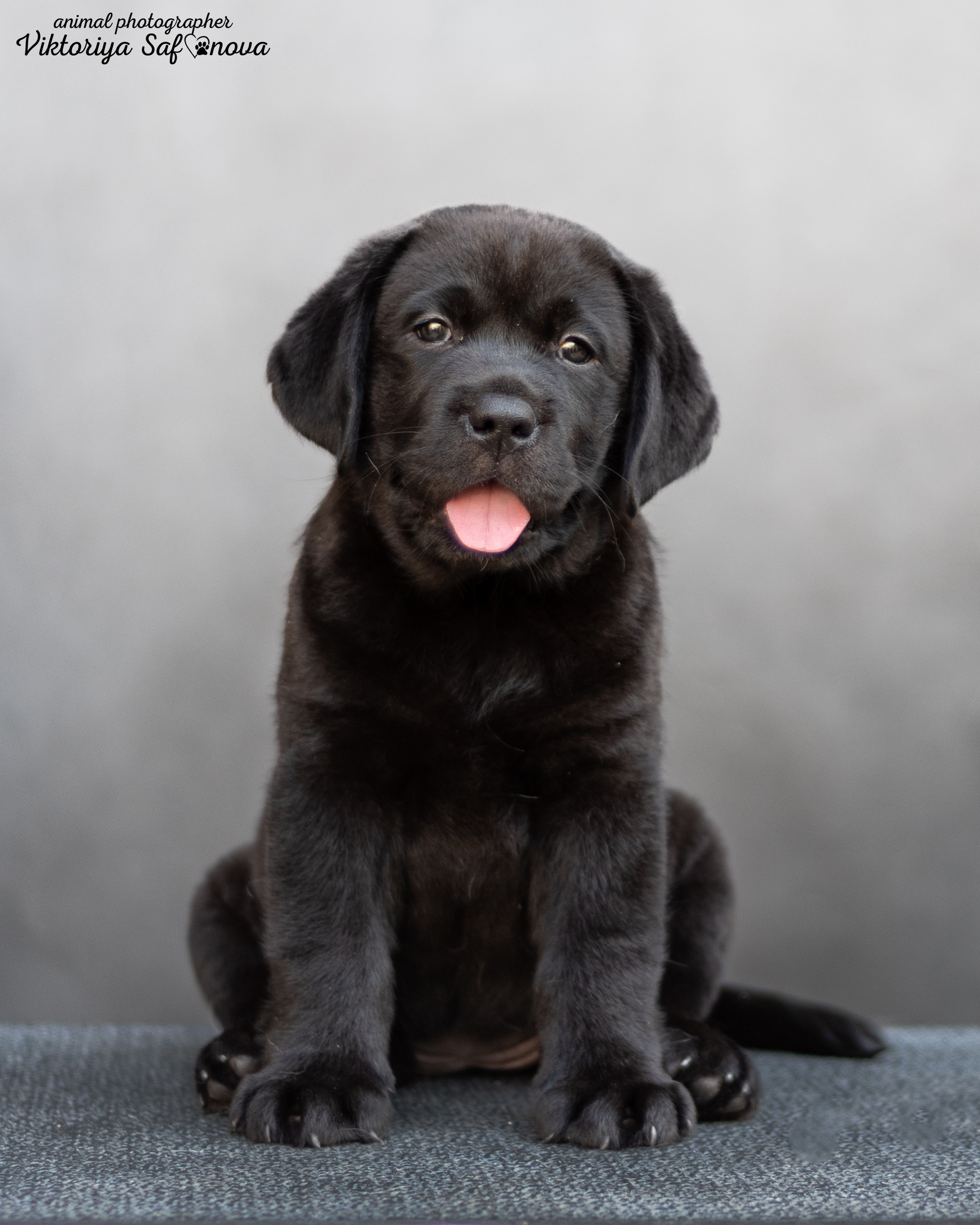 Лабродорчики 08.07.2022. Фотограф анималист Благовещенск. Сафонова Виктория
