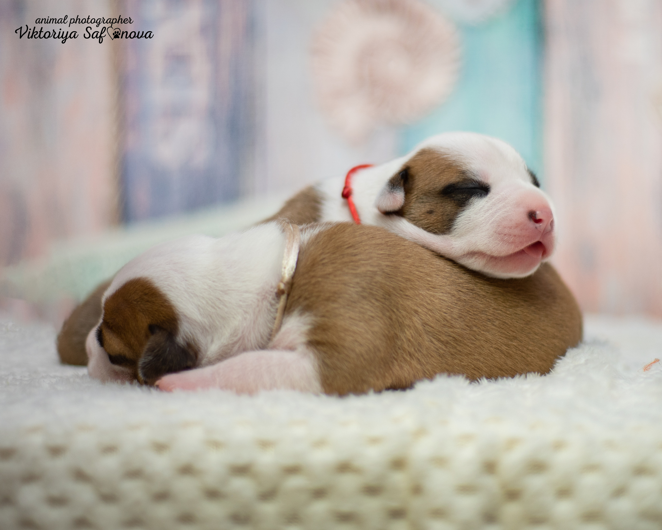 Стафики 17.07.2022. Фотограф анималист Благовещенск. Сафонова Виктория
