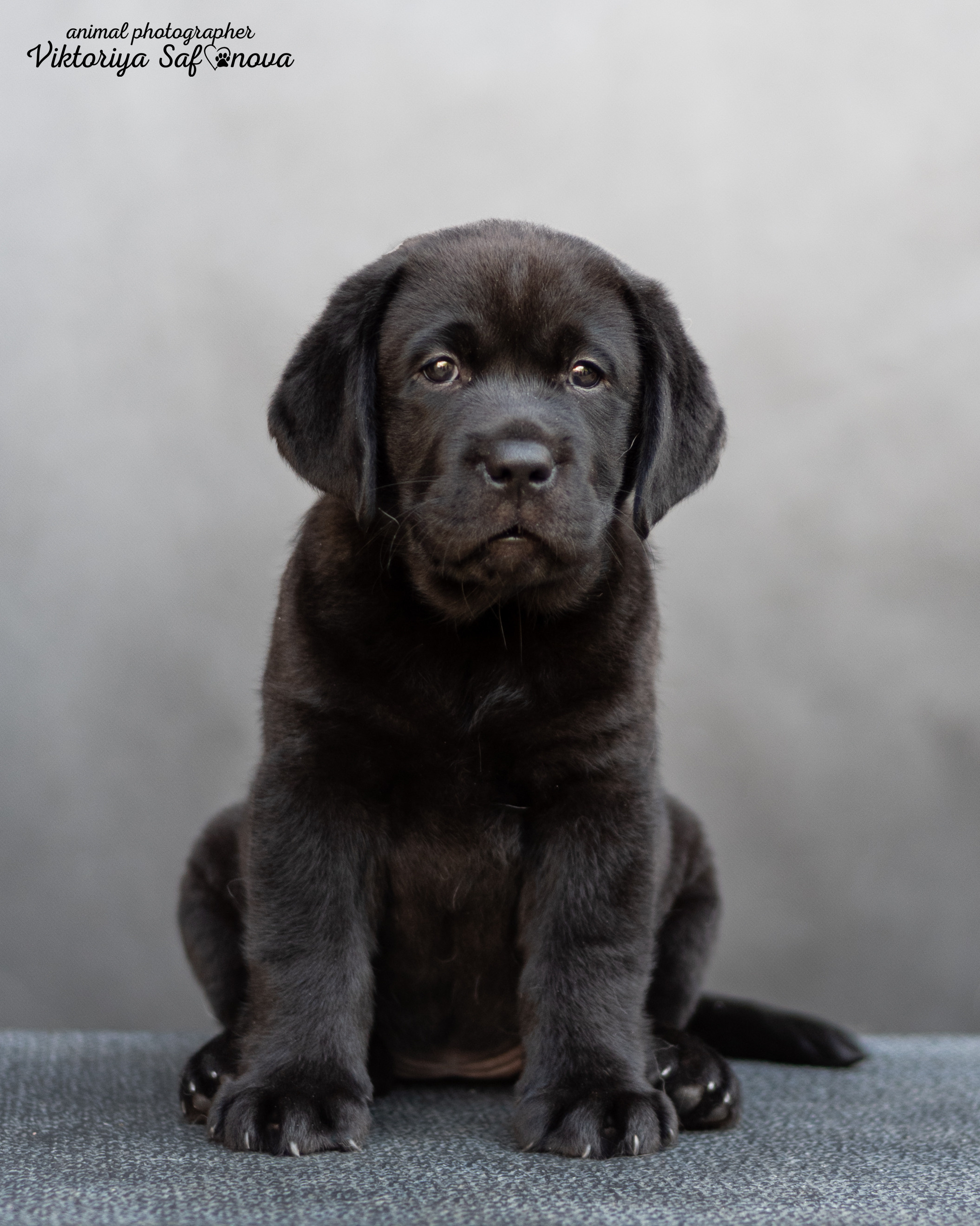 Лабродорчики 08.07.2022. Фотограф анималист Благовещенск. Сафонова Виктория
