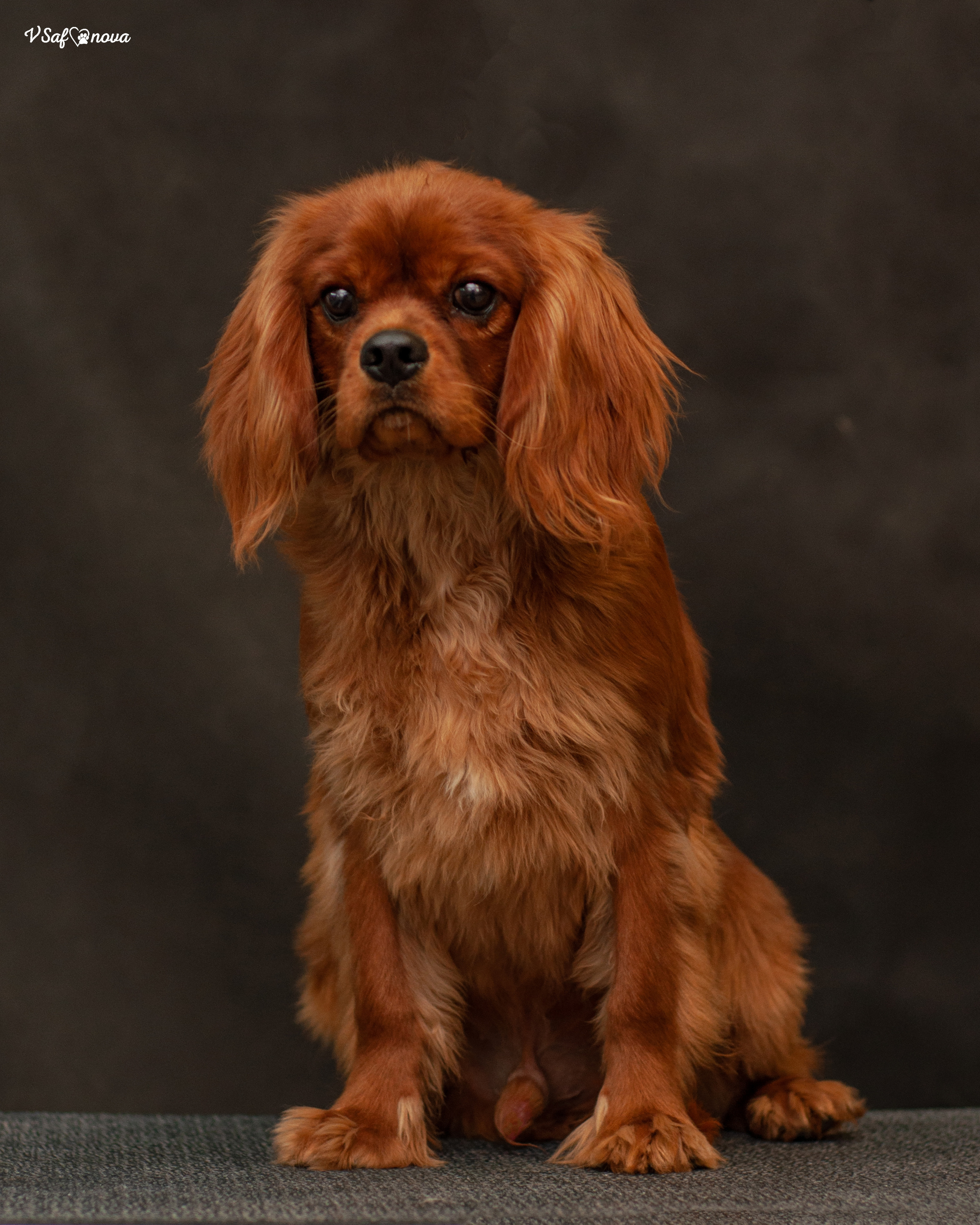 Кавалер кинг чарльз спаниель 09.04.2022. Фотограф анималист Благовещенск. Сафонова Виктория