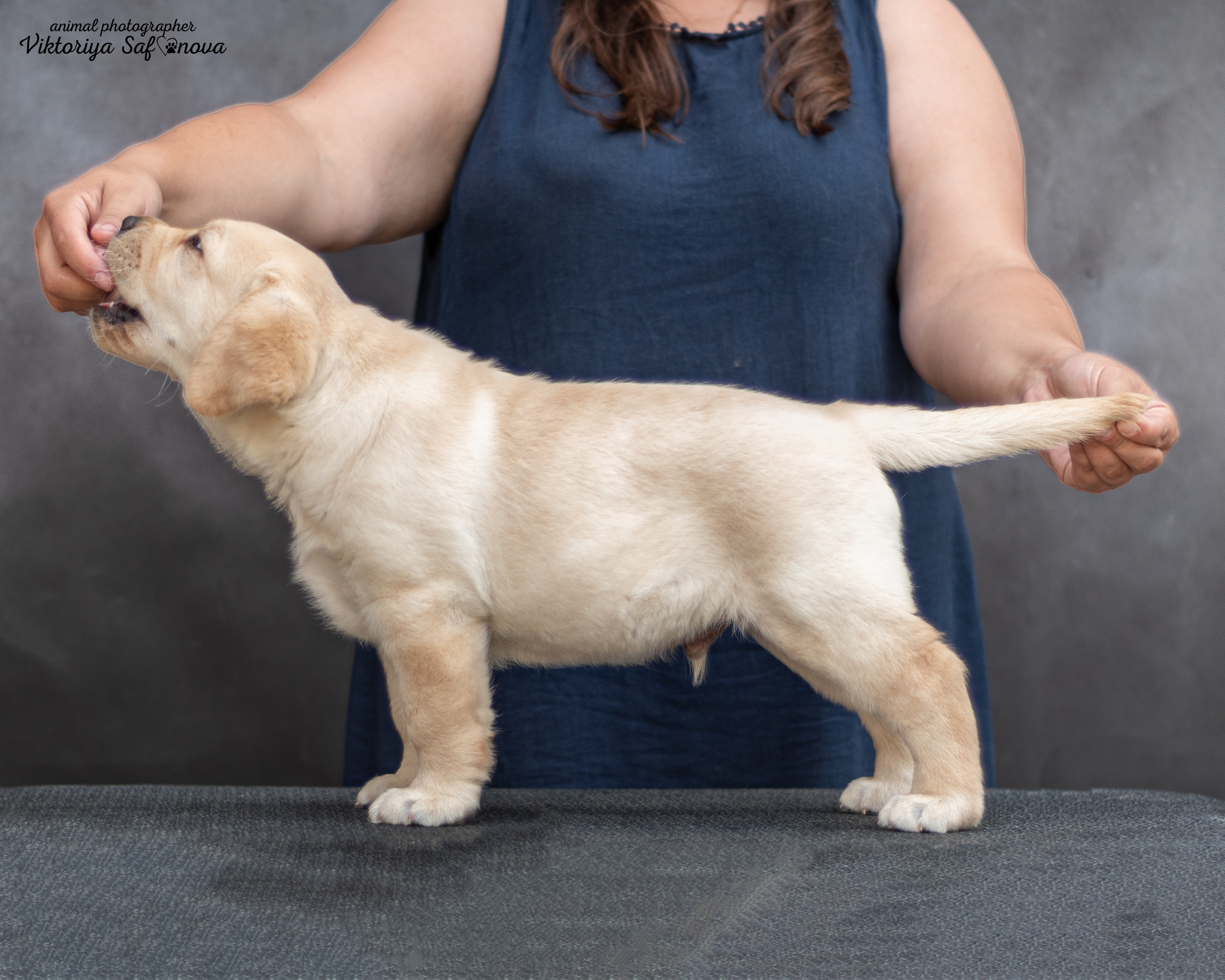 Лабродорчики 08.07.2022. Фотограф анималист Благовещенск. Сафонова Виктория
