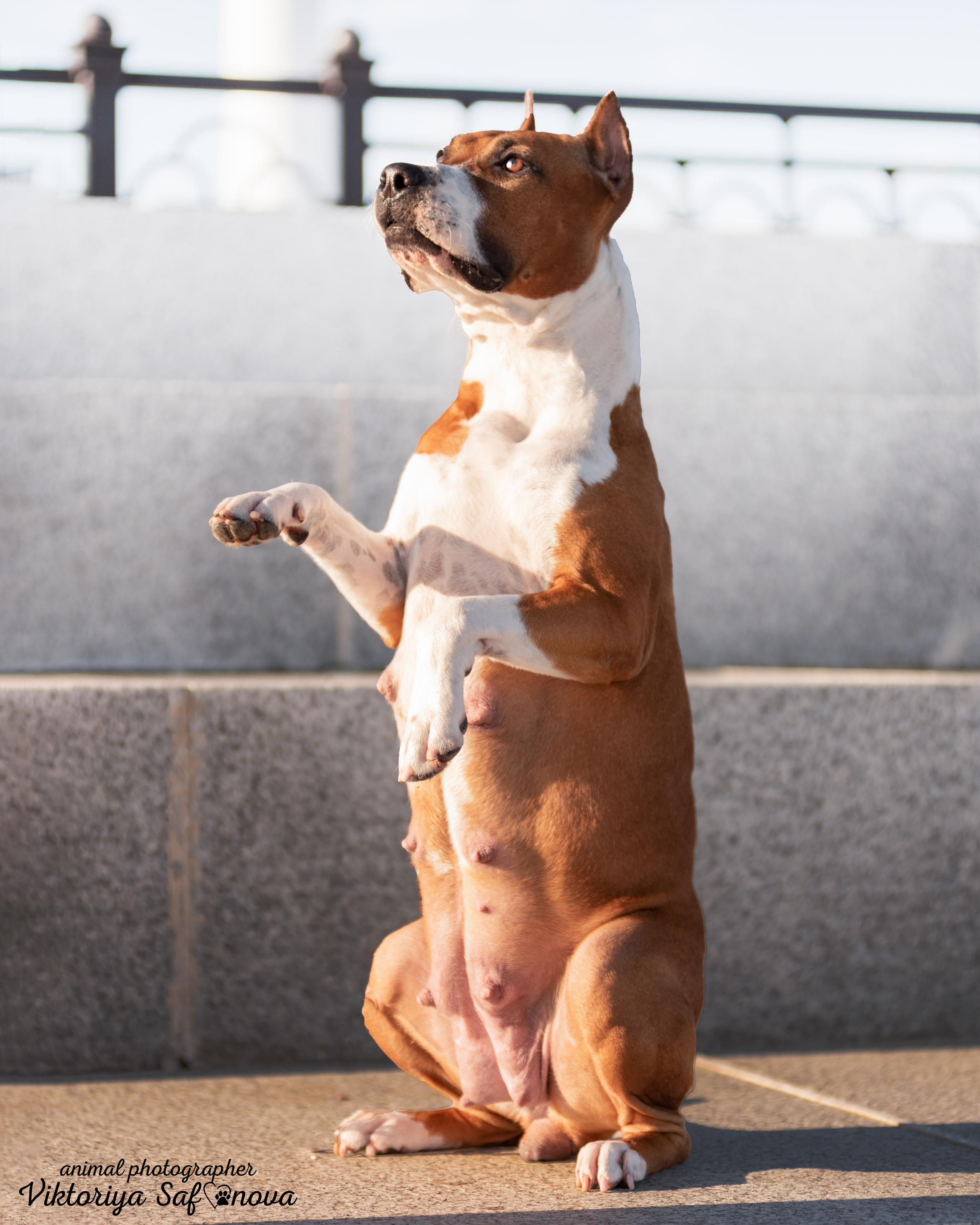 Аня и Гера 28.06.2022. Фотограф анималист Благовещенск. Сафонова Виктория