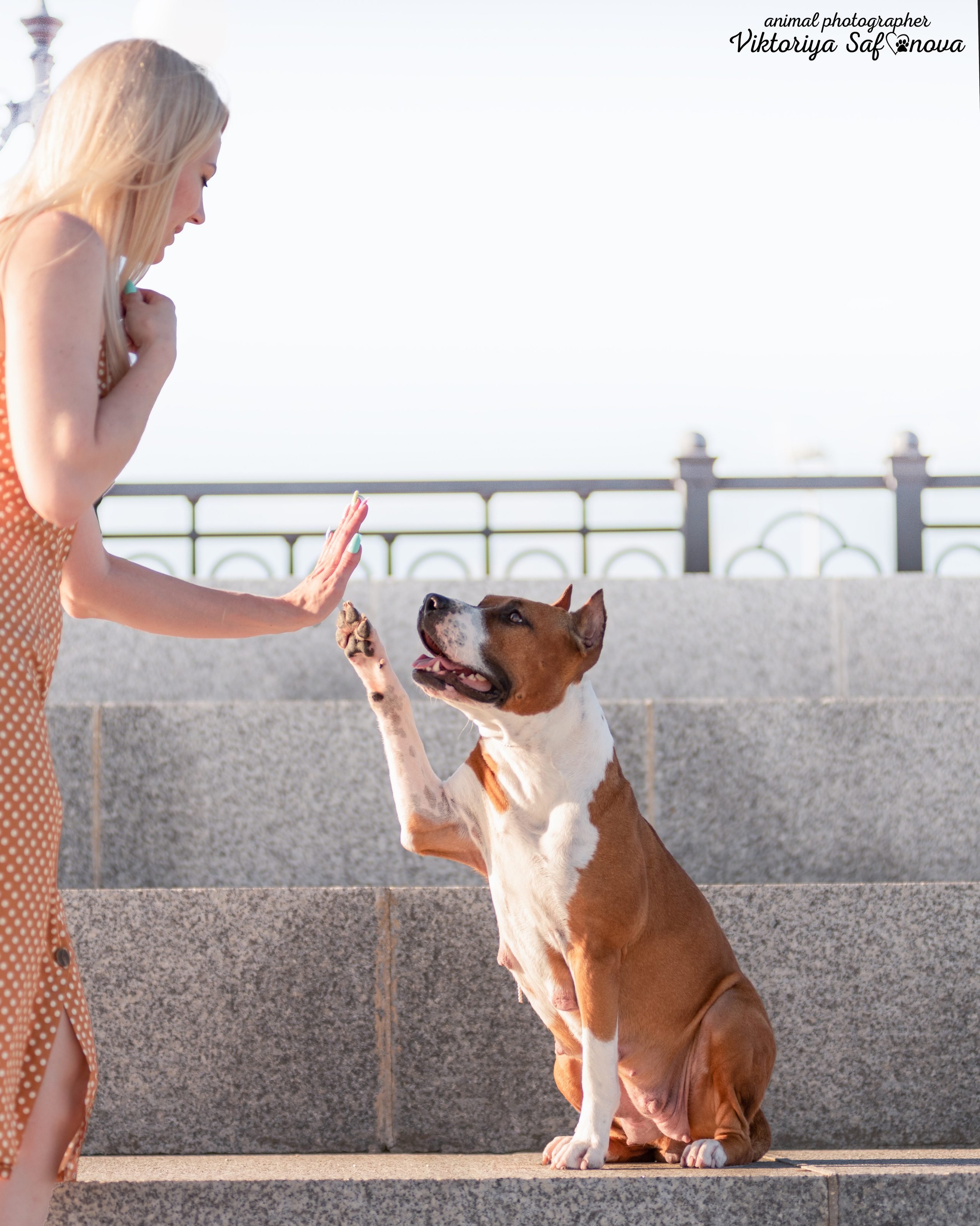 Аня и Гера 28.06.2022. Фотограф анималист Благовещенск. Сафонова Виктория