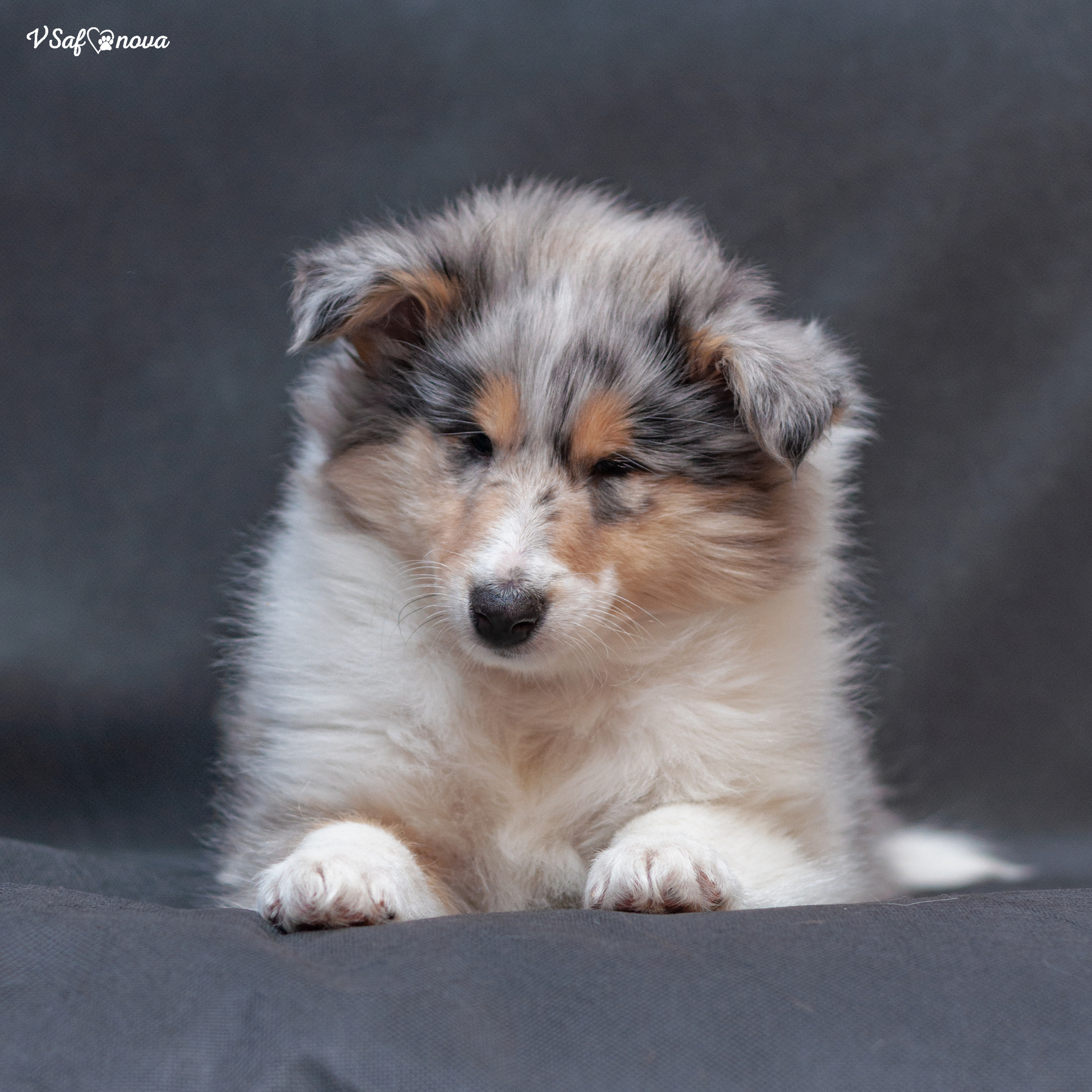 Колли 22.03.2022. Фотограф анималист Благовещенск. Сафонова Виктория