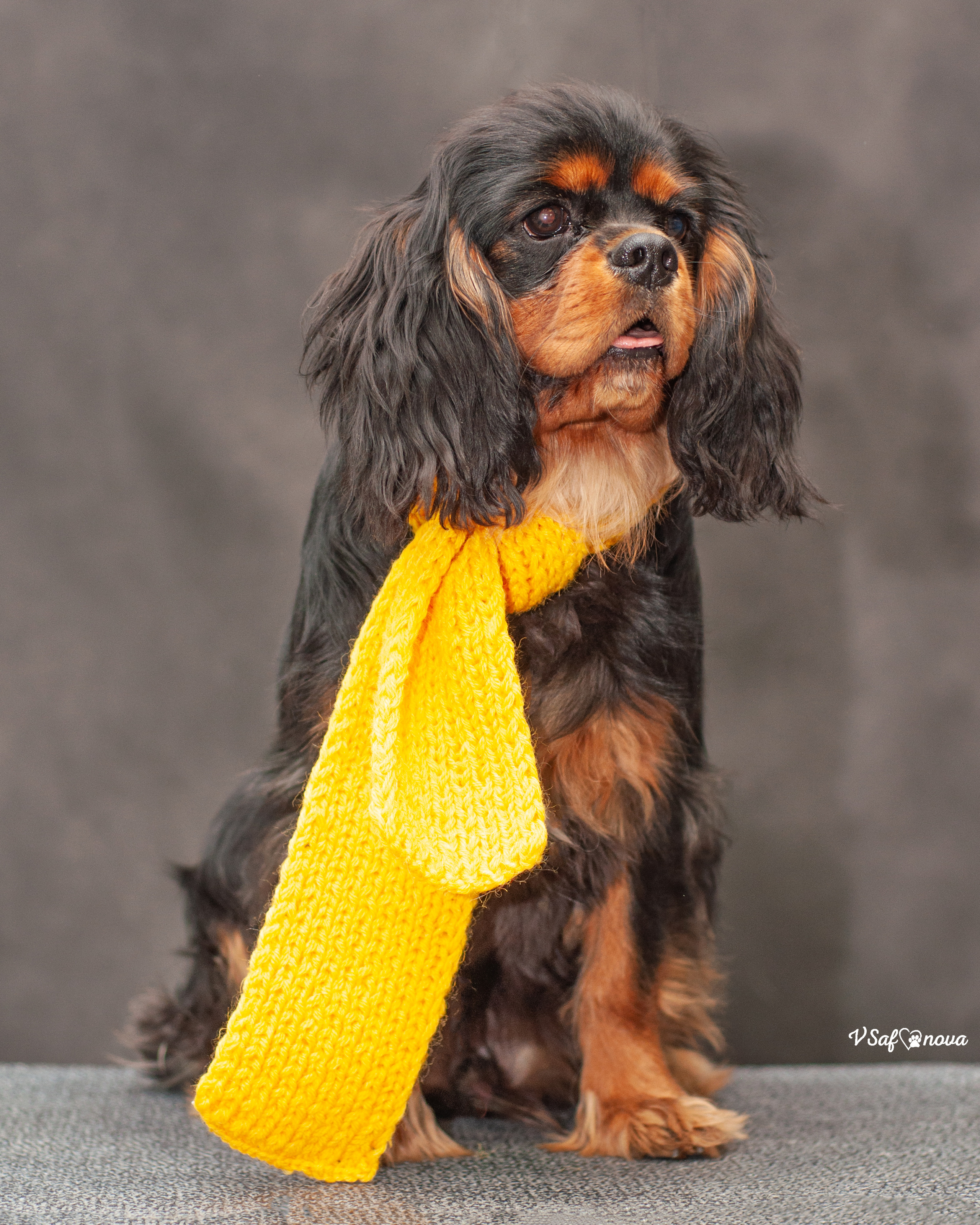 Кавалер кинг чарльз спаниель 09.04.2022. Фотограф анималист Благовещенск. Сафонова Виктория