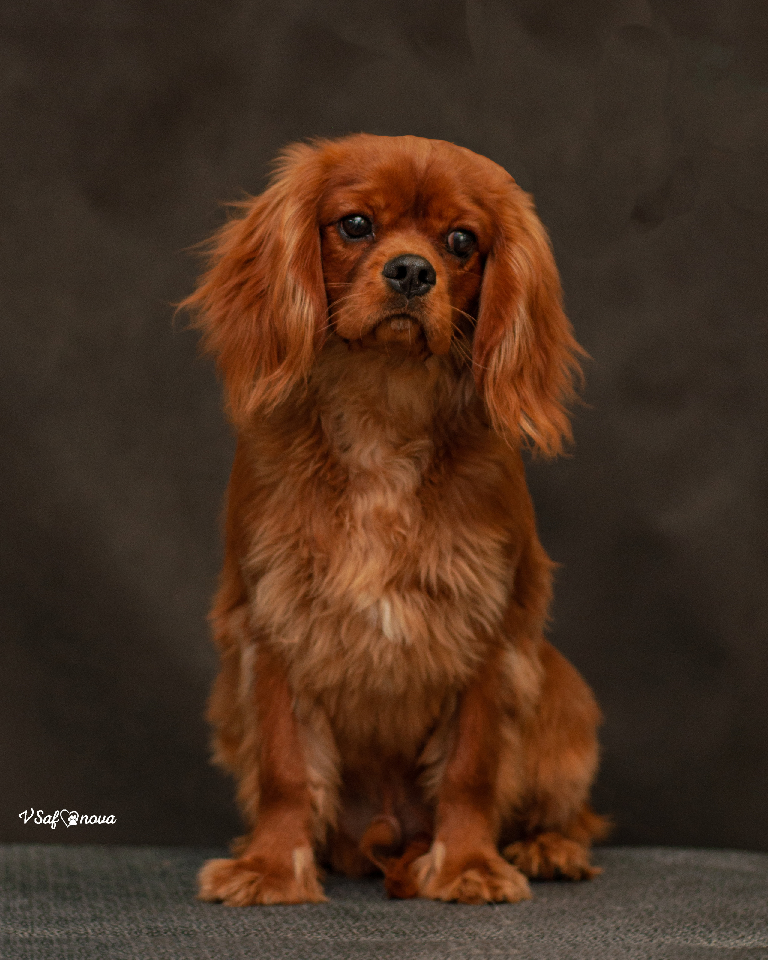 Кавалер кинг чарльз спаниель 09.04.2022. Фотограф анималист Благовещенск. Сафонова Виктория