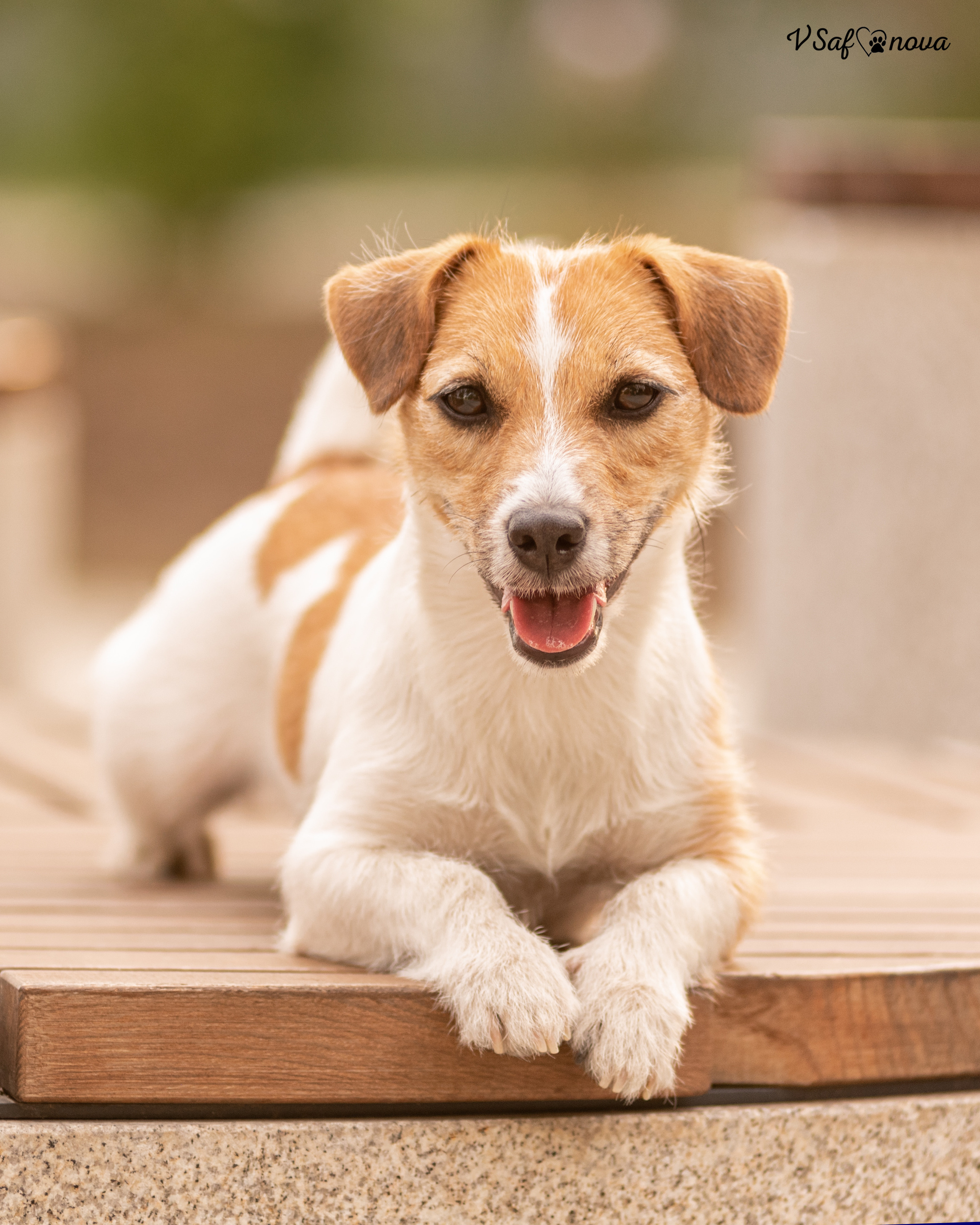 Алина и Лиза 22.05.2022. Фотограф анималист Благовещенск. Сафонова Виктория
