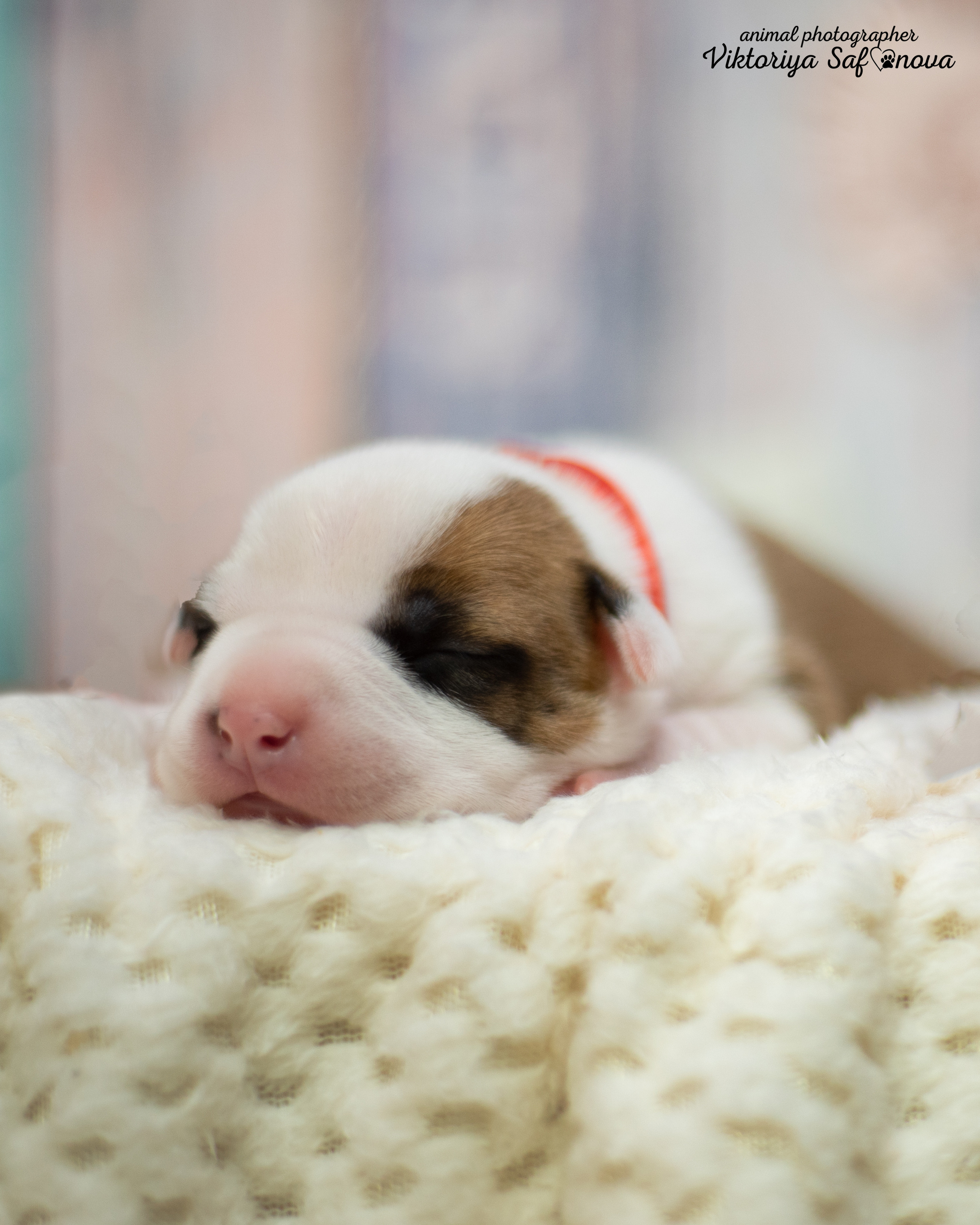 Стафики 17.07.2022. Фотограф анималист Благовещенск. Сафонова Виктория
