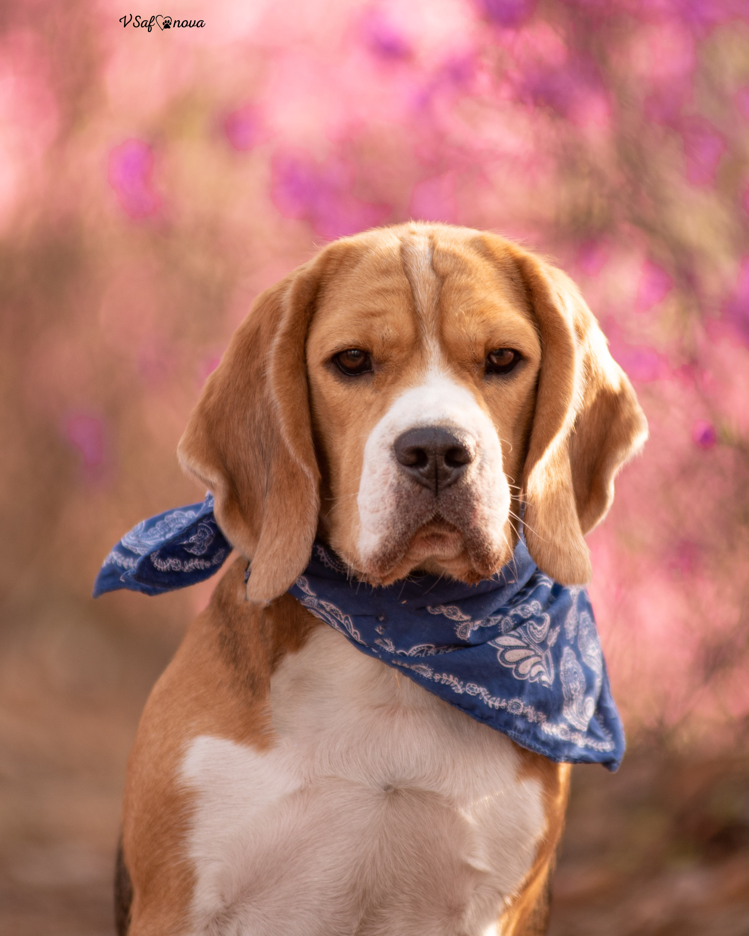 Вита, Егор, Фина и Робин 09.05.2022. Фотограф анималист Благовещенск. Сафонова Виктория