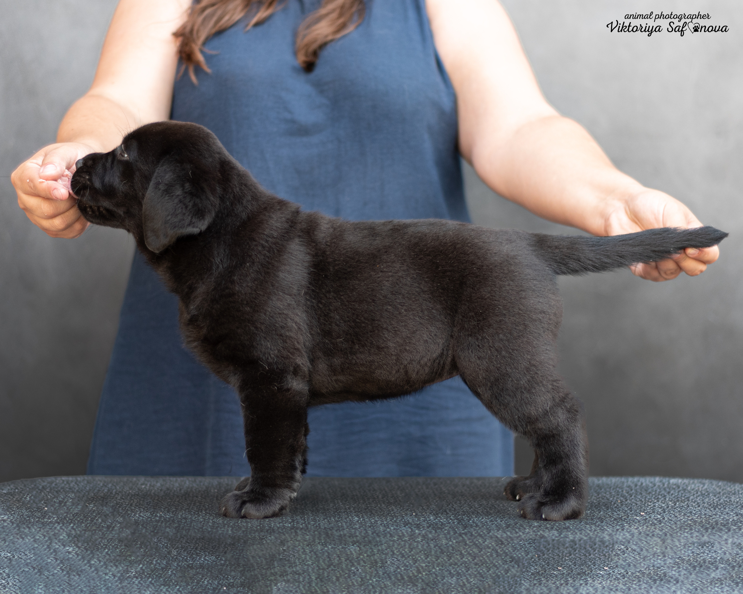 Лабродорчики 08.07.2022. Фотограф анималист Благовещенск. Сафонова Виктория