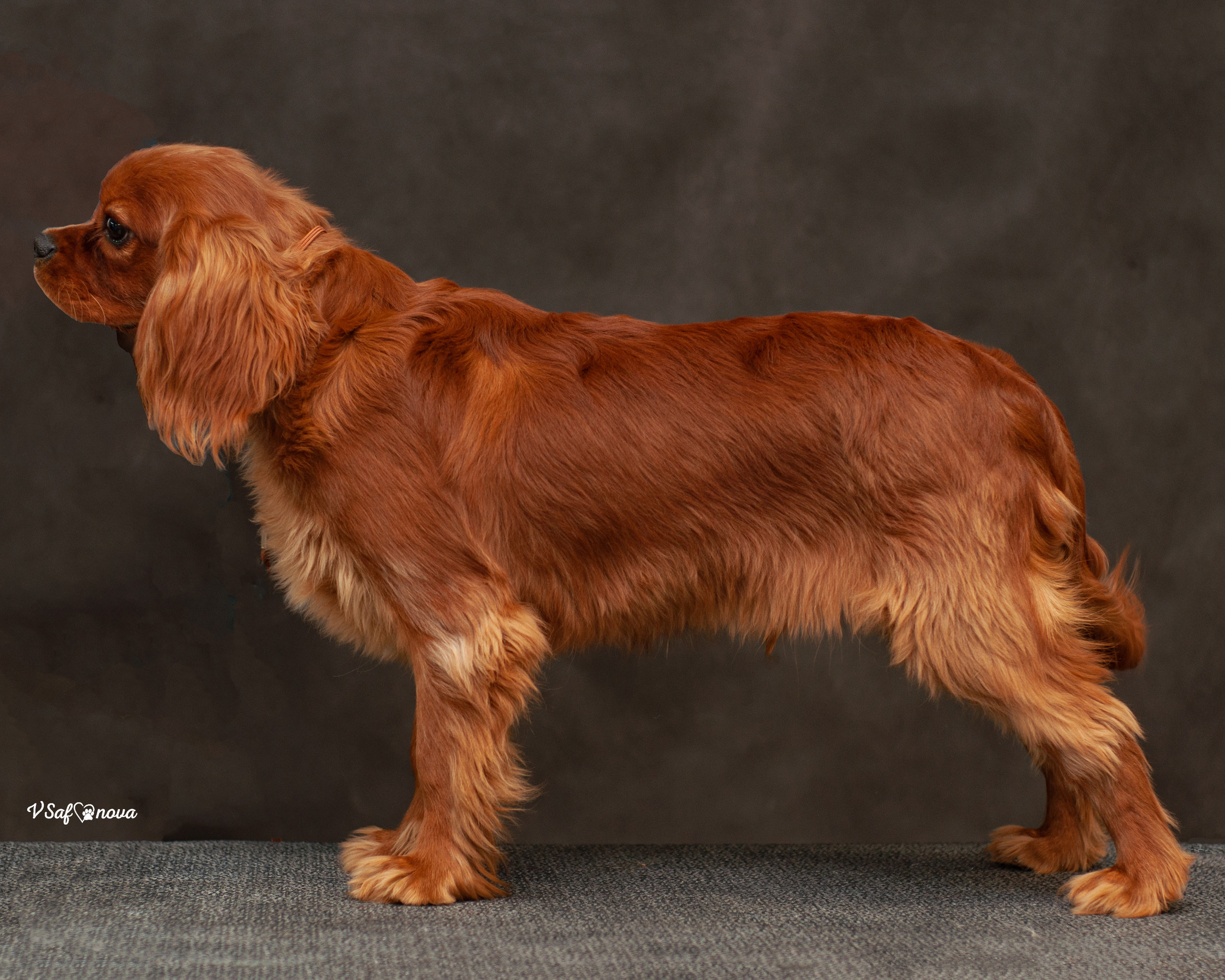 Кавалер кинг чарльз спаниель 09.04.2022. Фотограф анималист Благовещенск. Сафонова Виктория