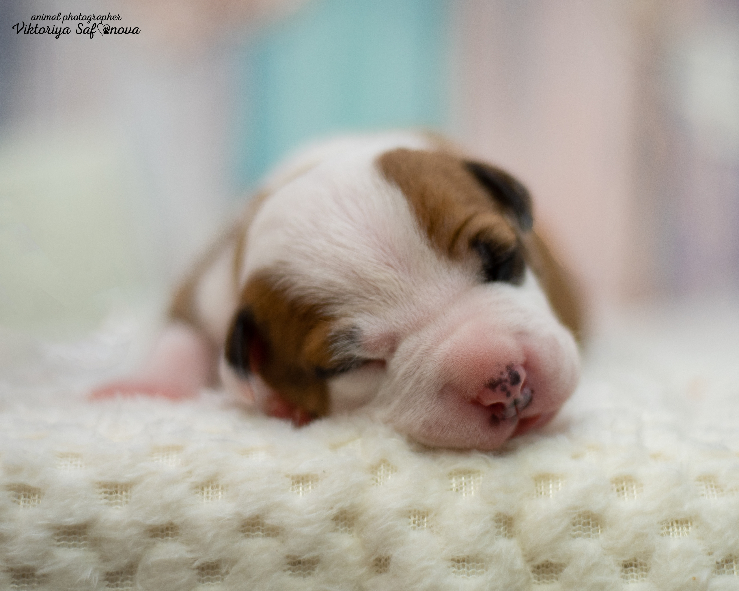 Стафики 17.07.2022. Фотограф анималист Благовещенск. Сафонова Виктория