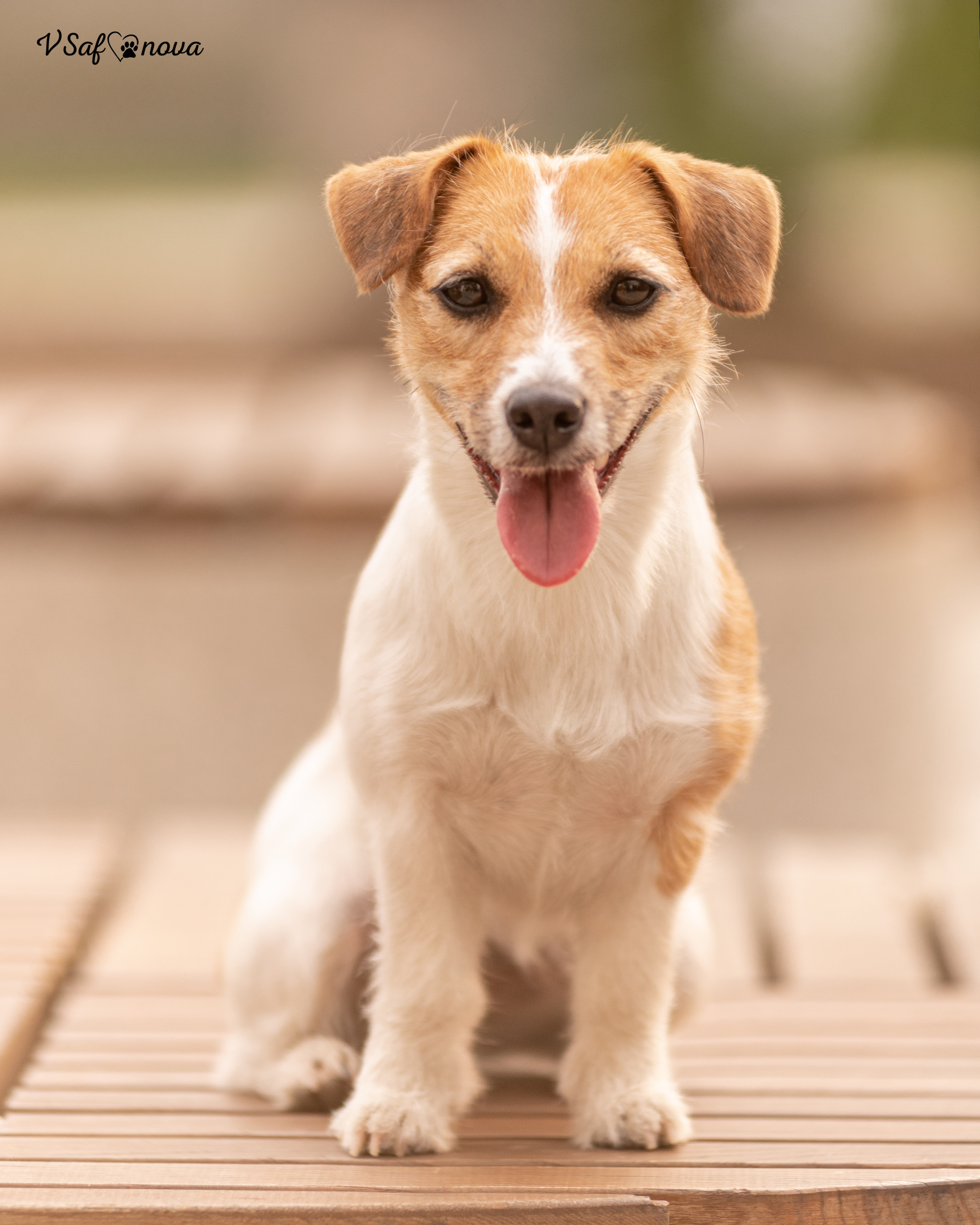 Алина и Лиза 22.05.2022. Фотограф анималист Благовещенск. Сафонова Виктория