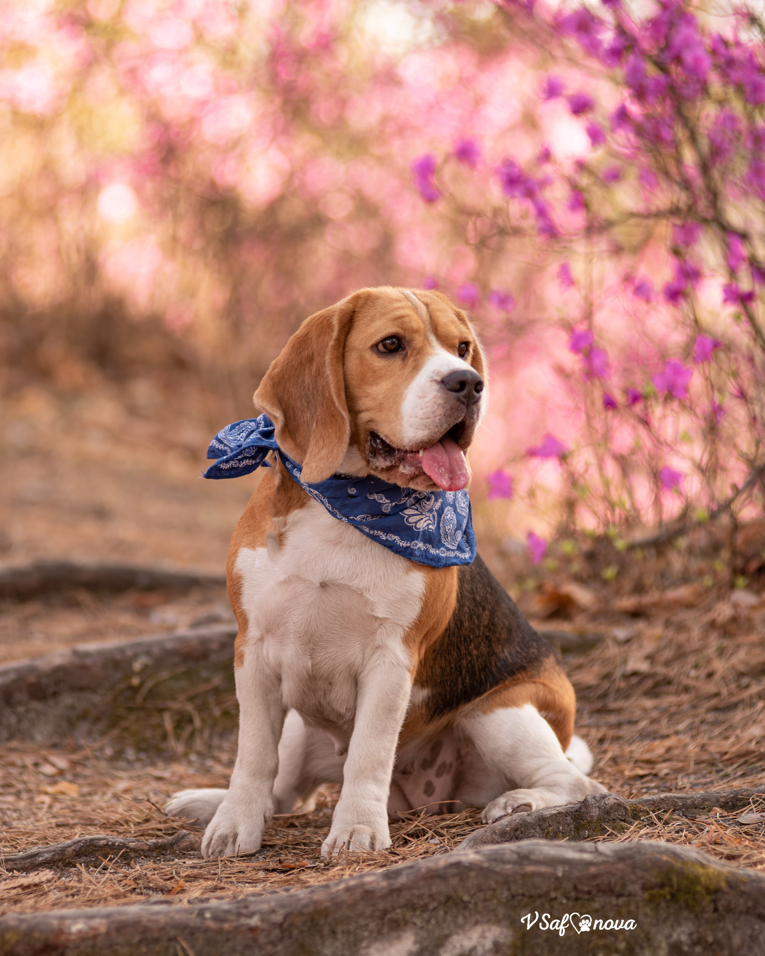 Вита, Егор, Фина и Робин 09.05.2022. Фотограф анималист Благовещенск. Сафонова Виктория