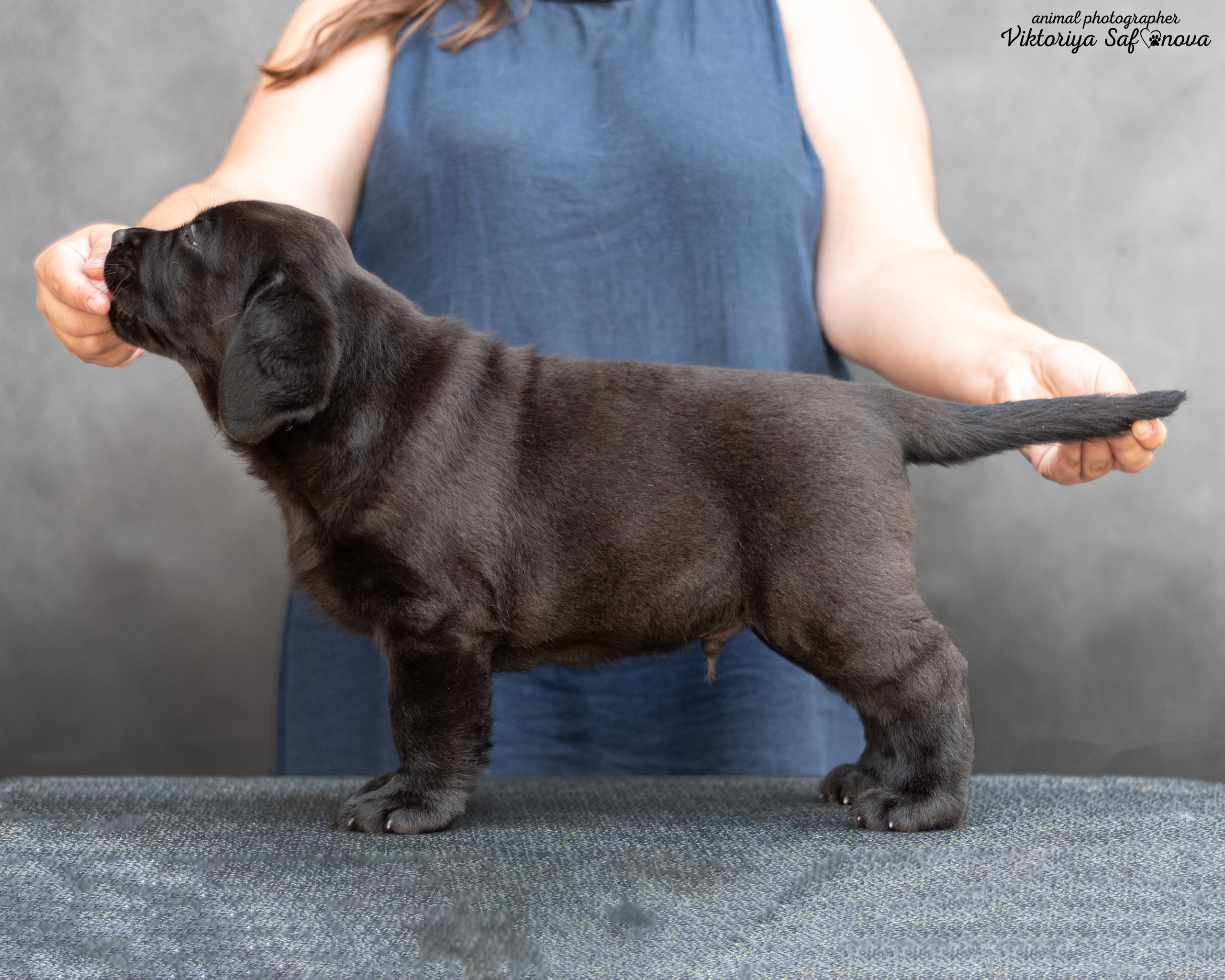 Лабродорчики 08.07.2022. Фотограф анималист Благовещенск. Сафонова Виктория