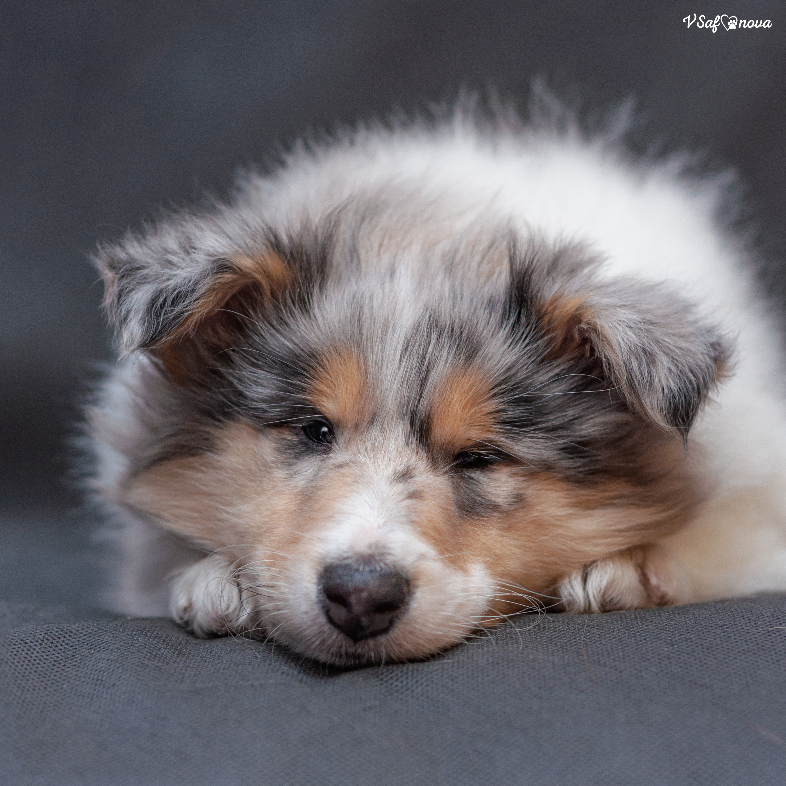 Колли 22.03.2022. Фотограф анималист Благовещенск. Сафонова Виктория