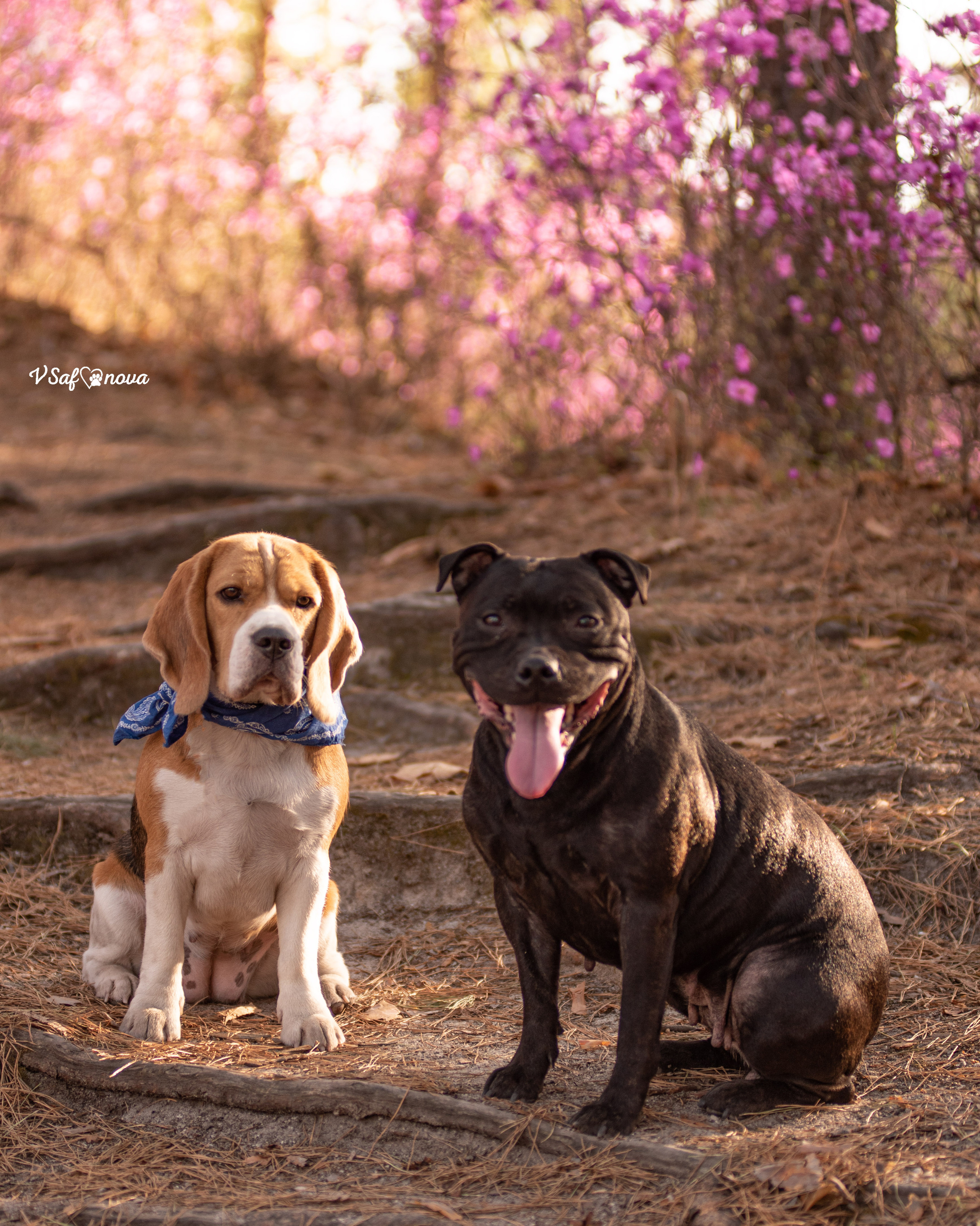 Вита, Егор, Фина и Робин 09.05.2022. Фотограф анималист Благовещенск. Сафонова Виктория