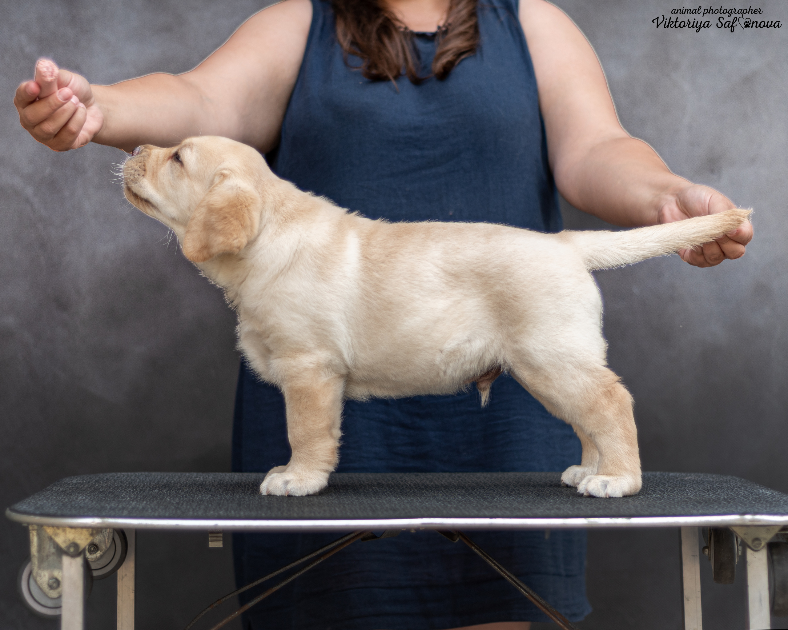 Лабродорчики 08.07.2022. Фотограф анималист Благовещенск. Сафонова Виктория