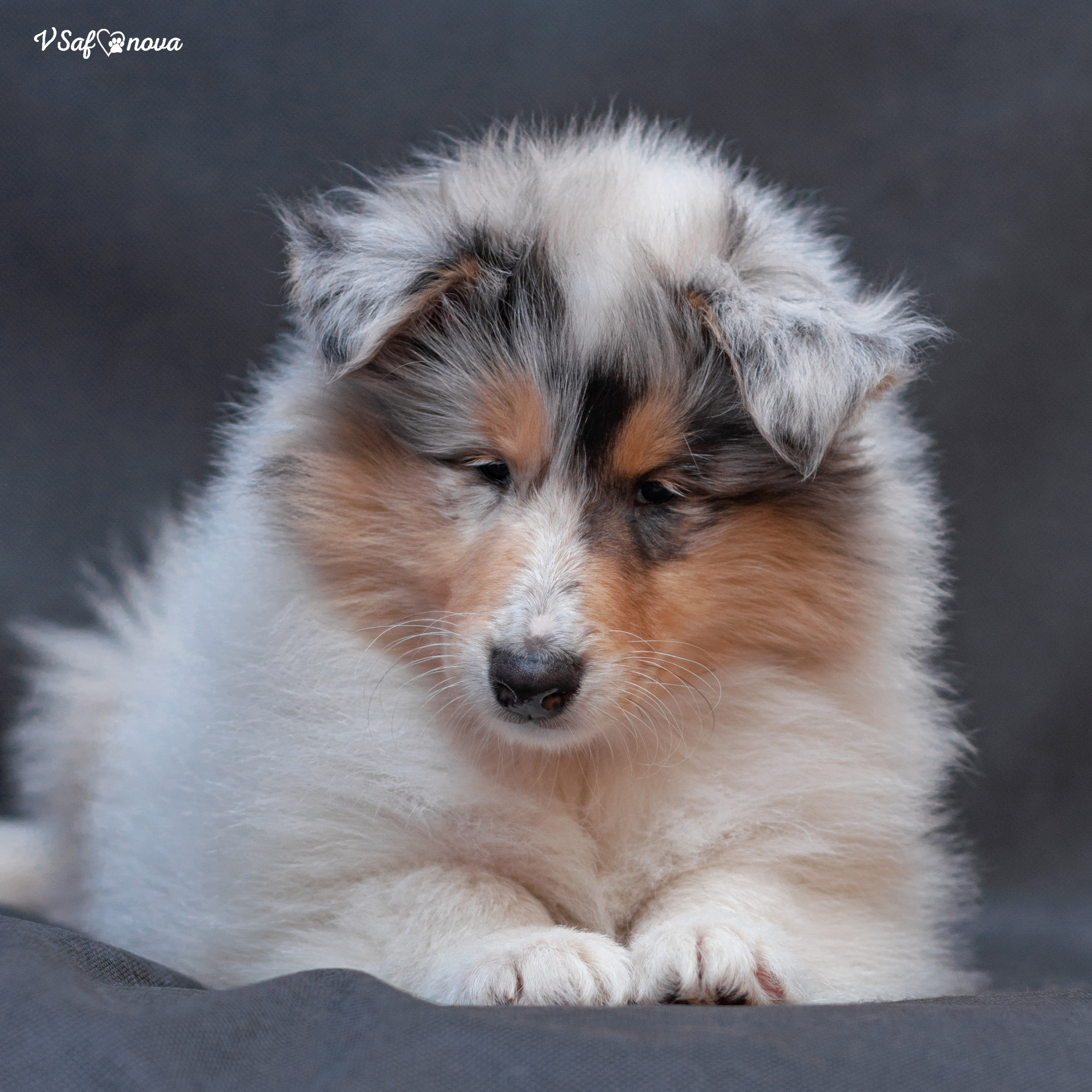 Колли 22.03.2022. Фотограф анималист Благовещенск. Сафонова Виктория