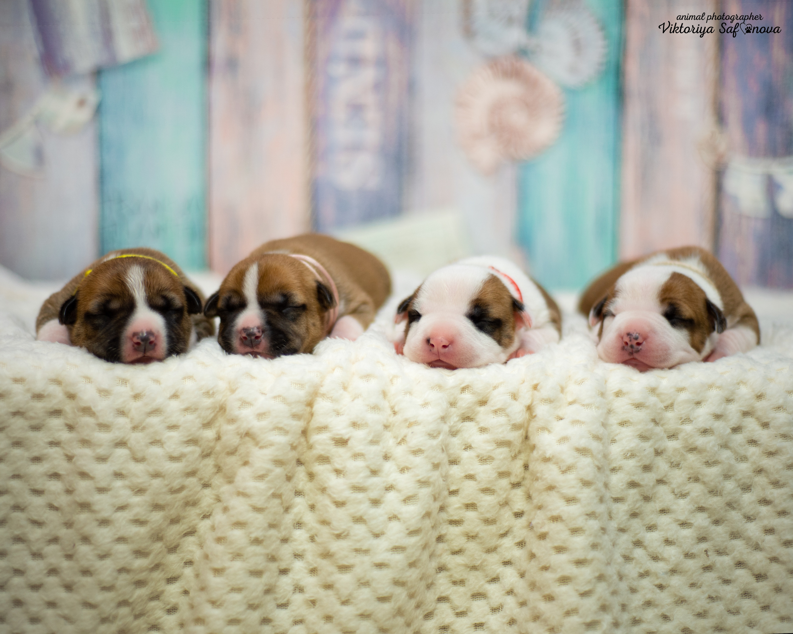 Стафики 17.07.2022. Фотограф анималист Благовещенск. Сафонова Виктория