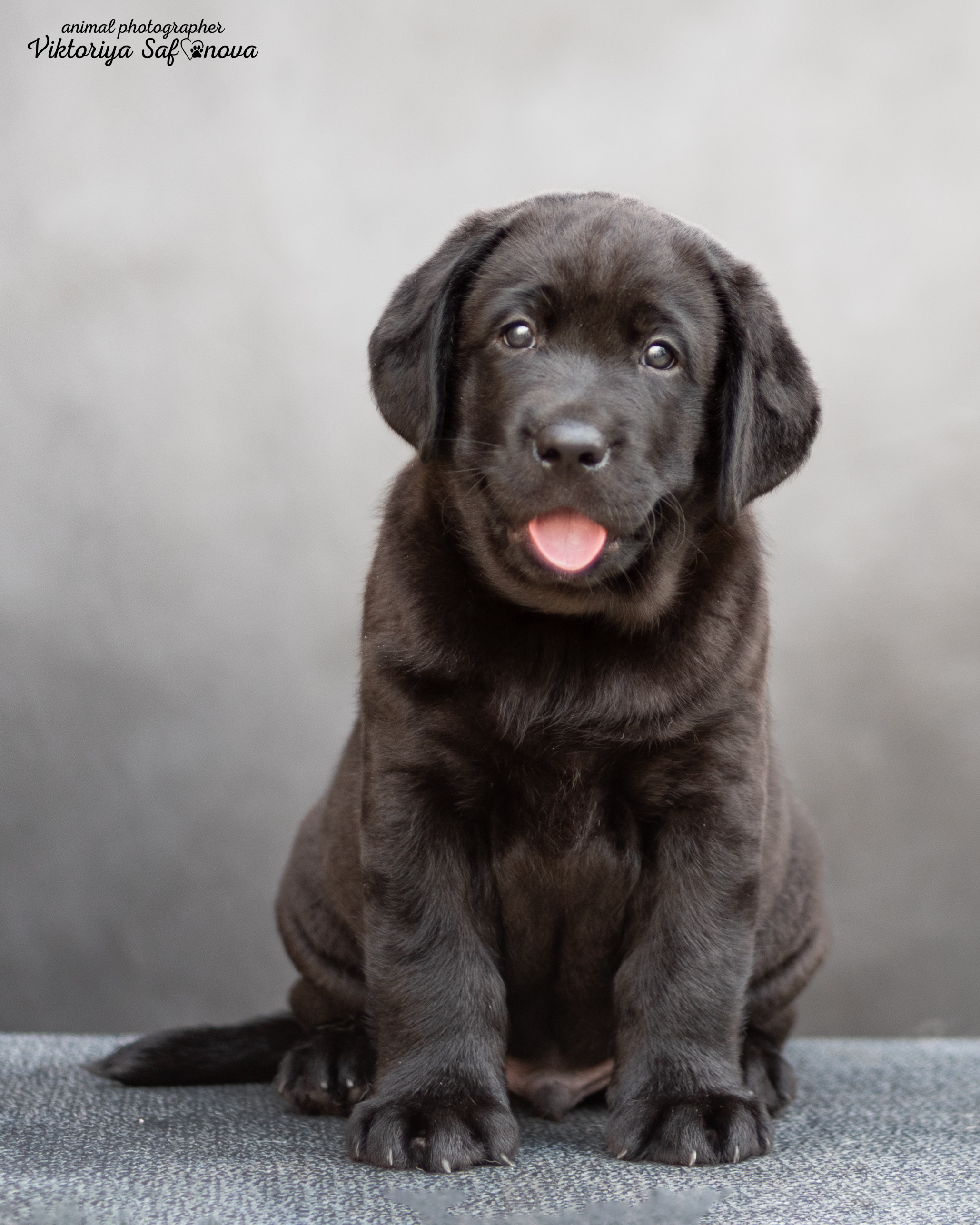 Лабродорчики 08.07.2022. Фотограф анималист Благовещенск. Сафонова Виктория