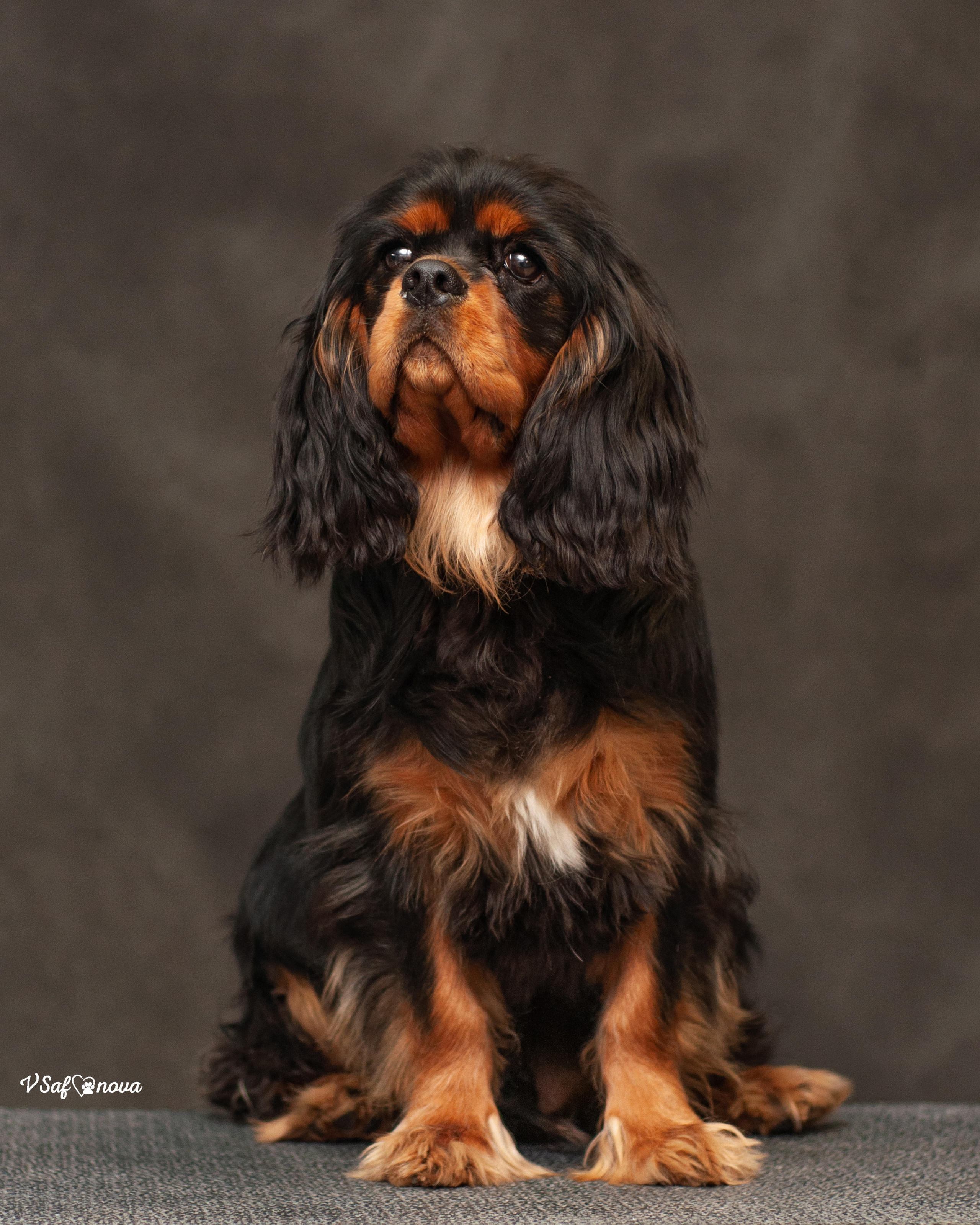 Кавалер кинг чарльз спаниель 09.04.2022. Фотограф анималист Благовещенск. Сафонова Виктория