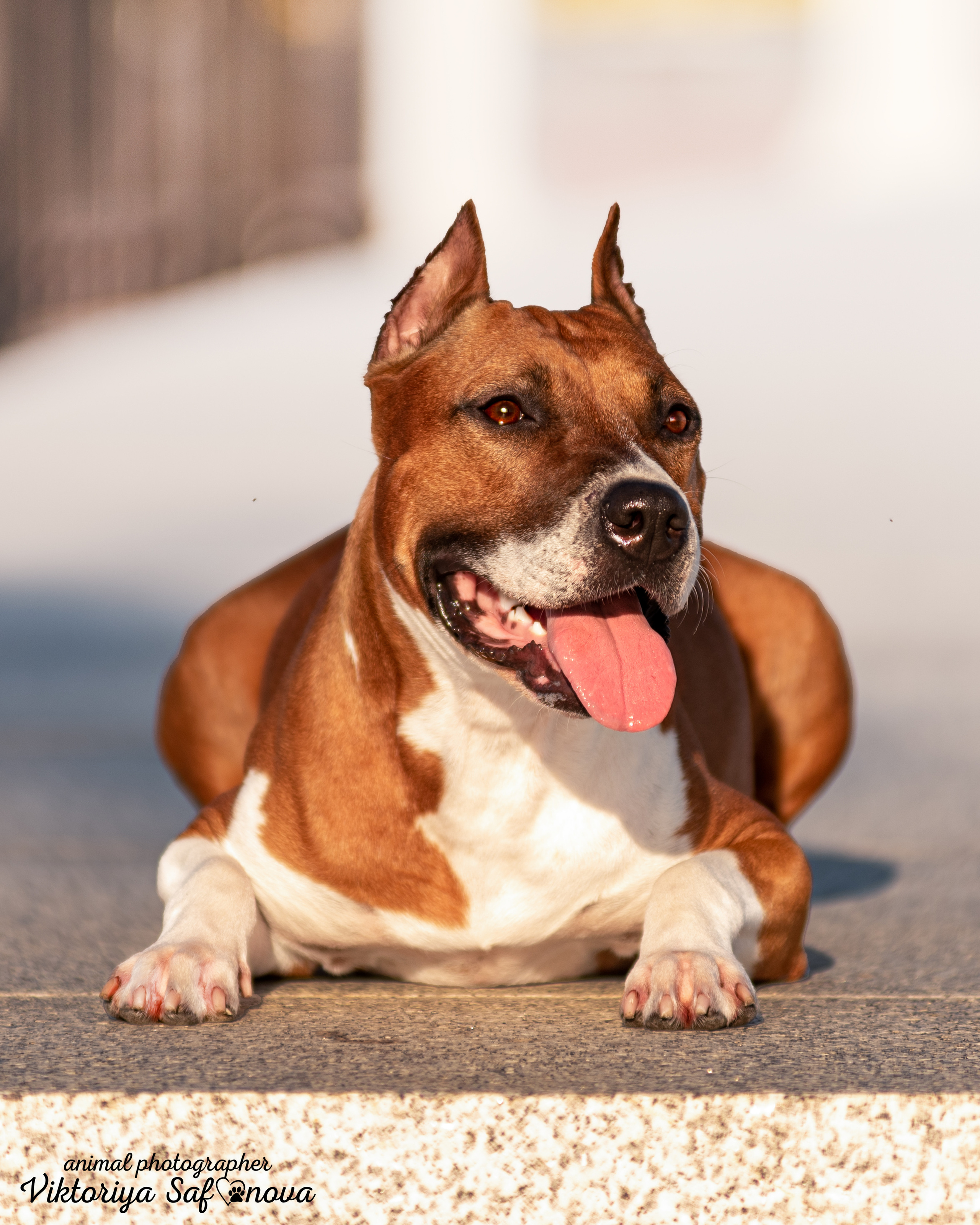 Аня и Гера 28.06.2022. Фотограф анималист Благовещенск. Сафонова Виктория