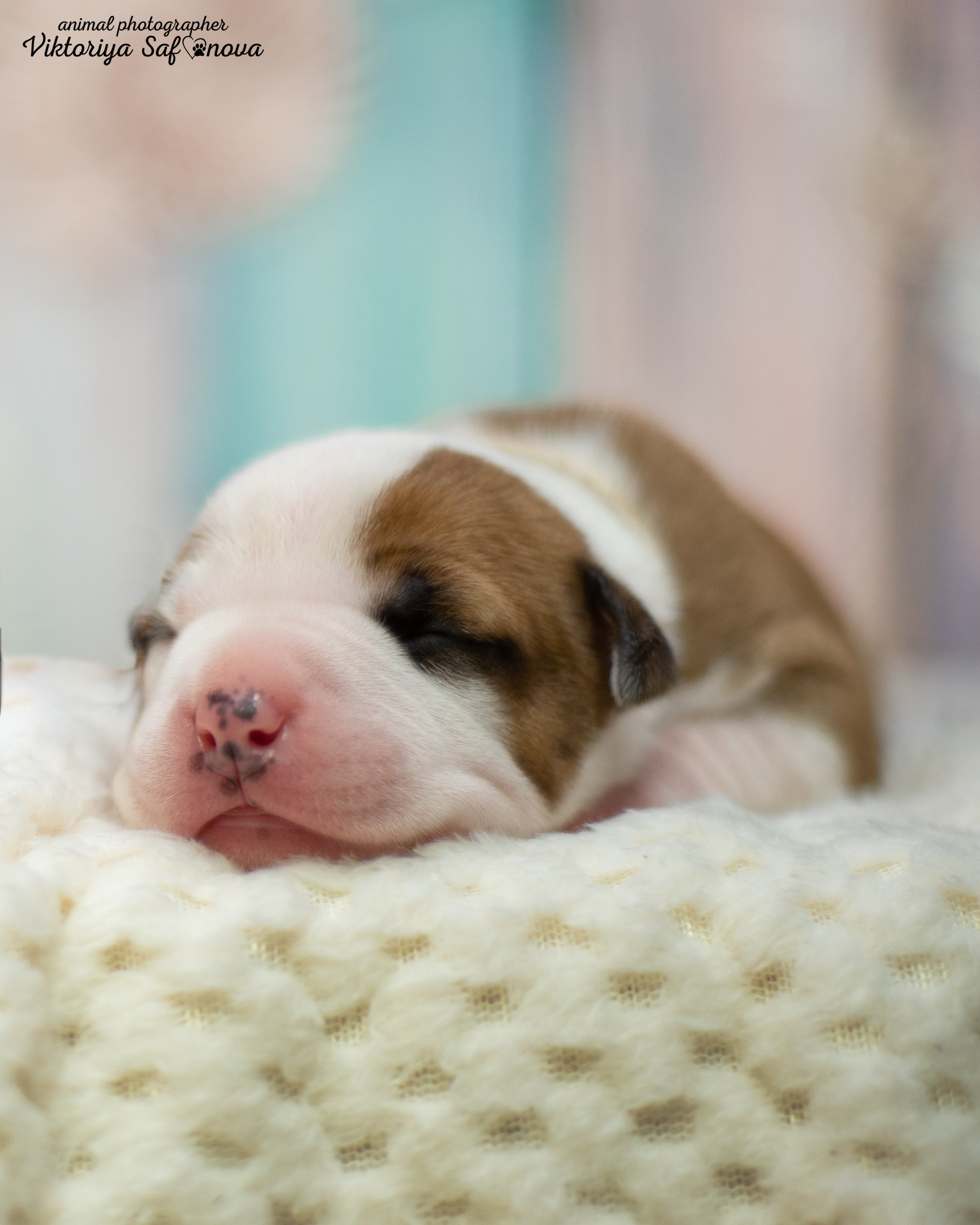 Стафики 17.07.2022. Фотограф анималист Благовещенск. Сафонова Виктория