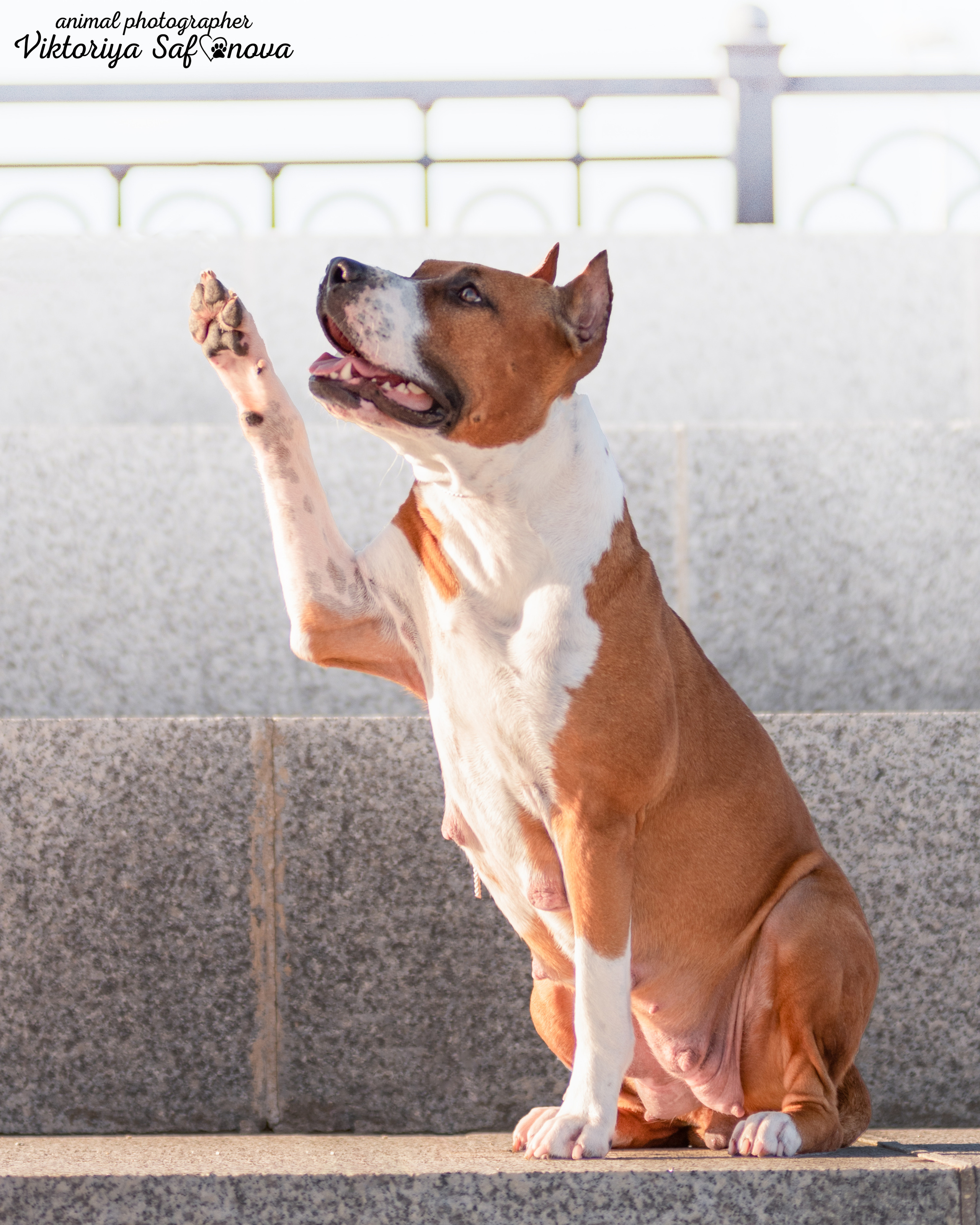Аня и Гера 28.06.2022. Фотограф анималист Благовещенск. Сафонова Виктория