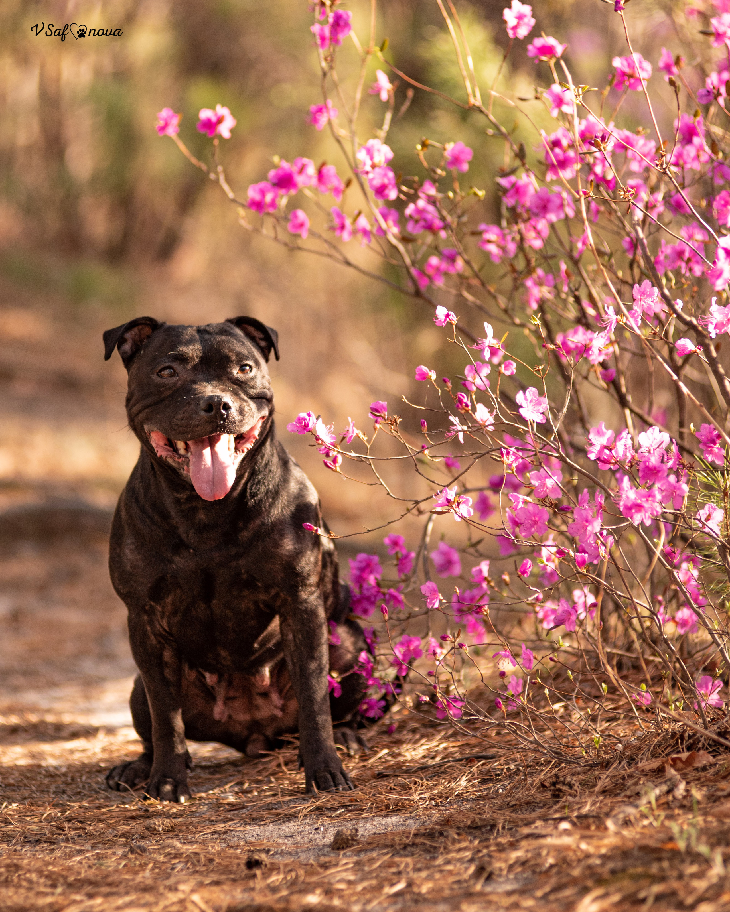 Вита, Егор, Фина и Робин 09.05.2022. Фотограф анималист Благовещенск. Сафонова Виктория