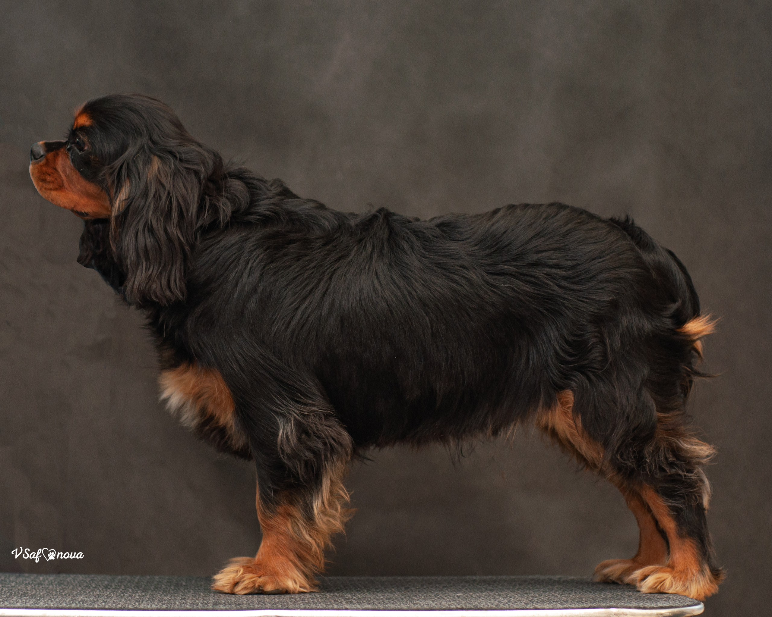 Кавалер кинг чарльз спаниель 09.04.2022. Фотограф анималист Благовещенск. Сафонова Виктория