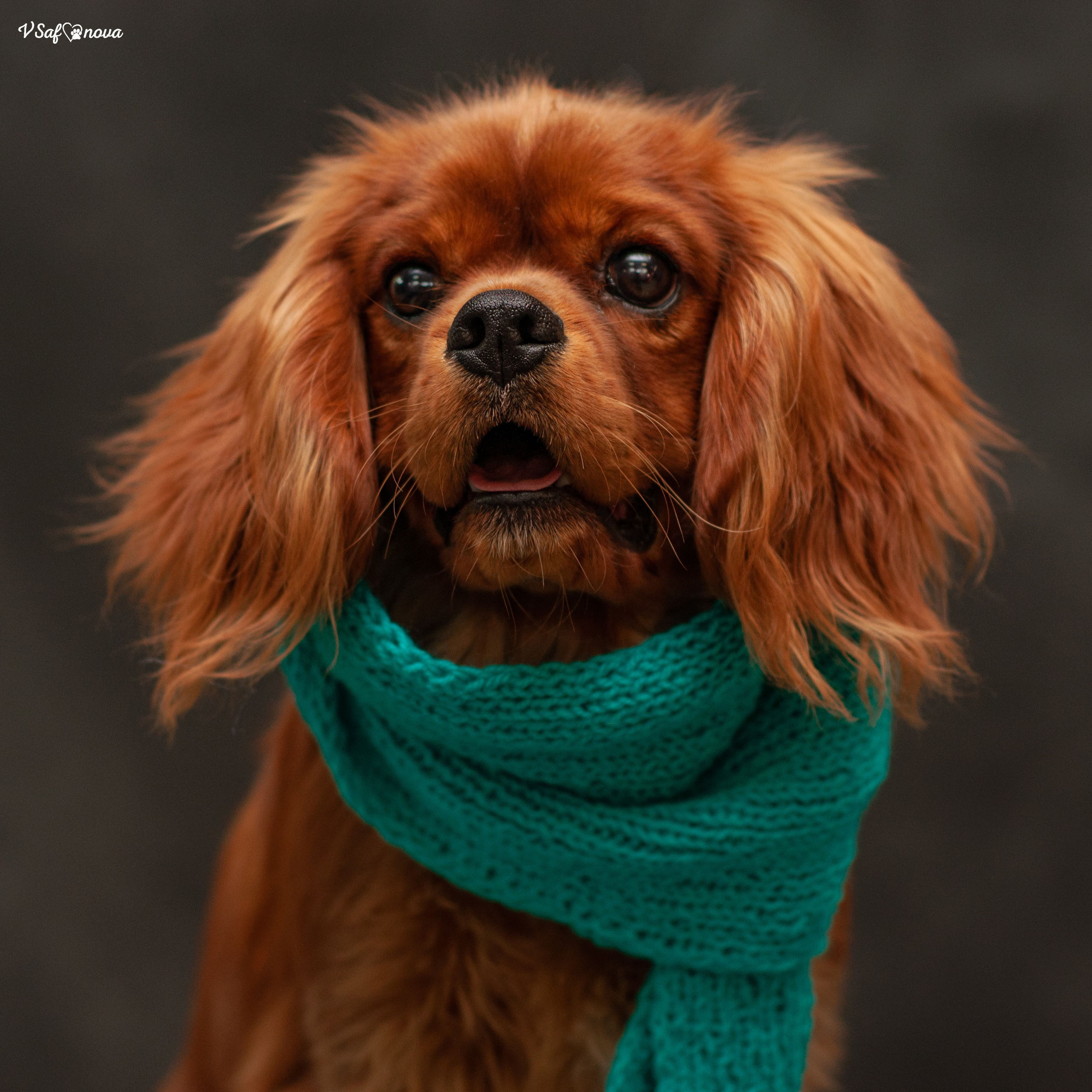 Кавалер кинг чарльз спаниель 09.04.2022. Фотограф анималист Благовещенск. Сафонова Виктория