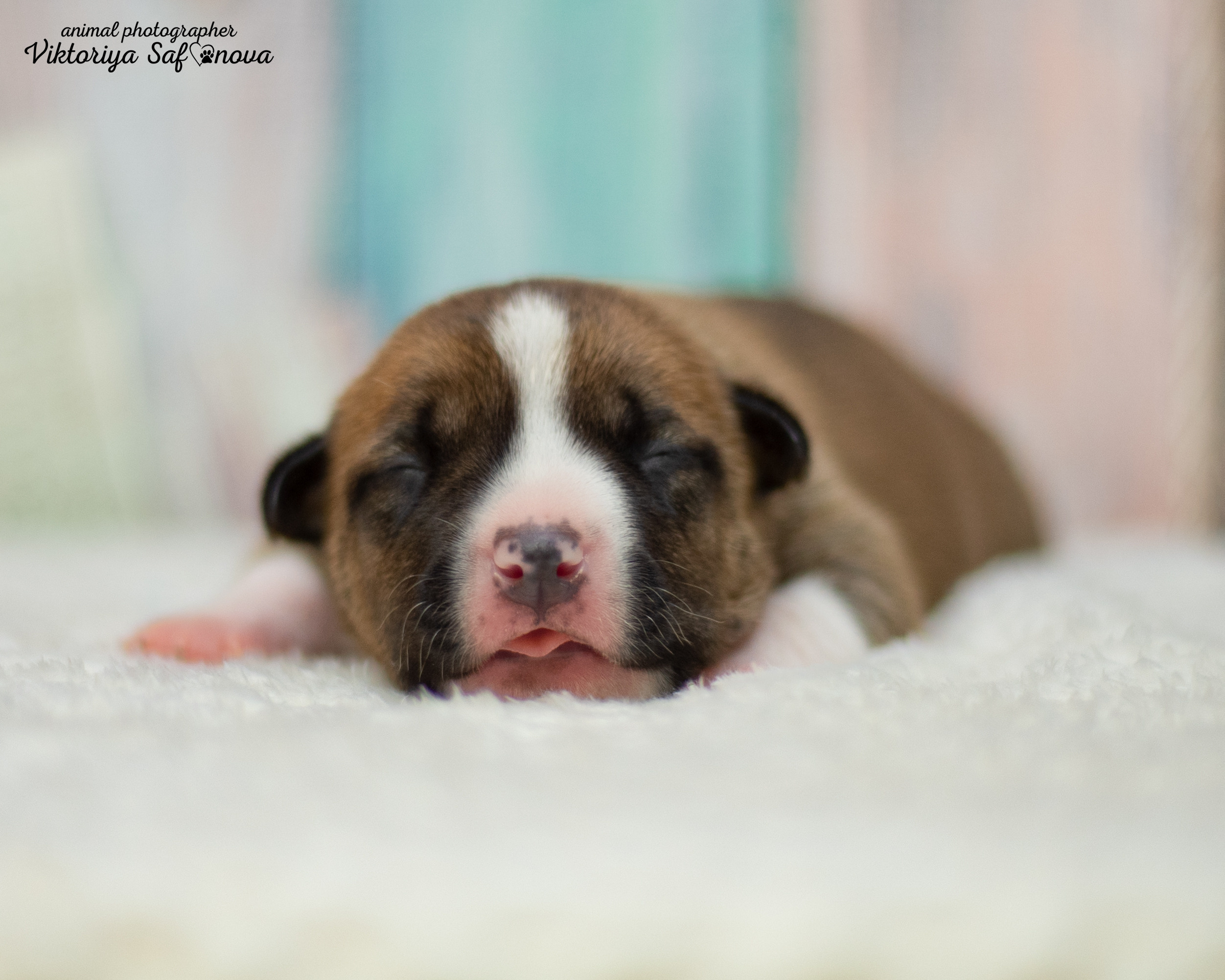Стафики 17.07.2022. Фотограф анималист Благовещенск. Сафонова Виктория