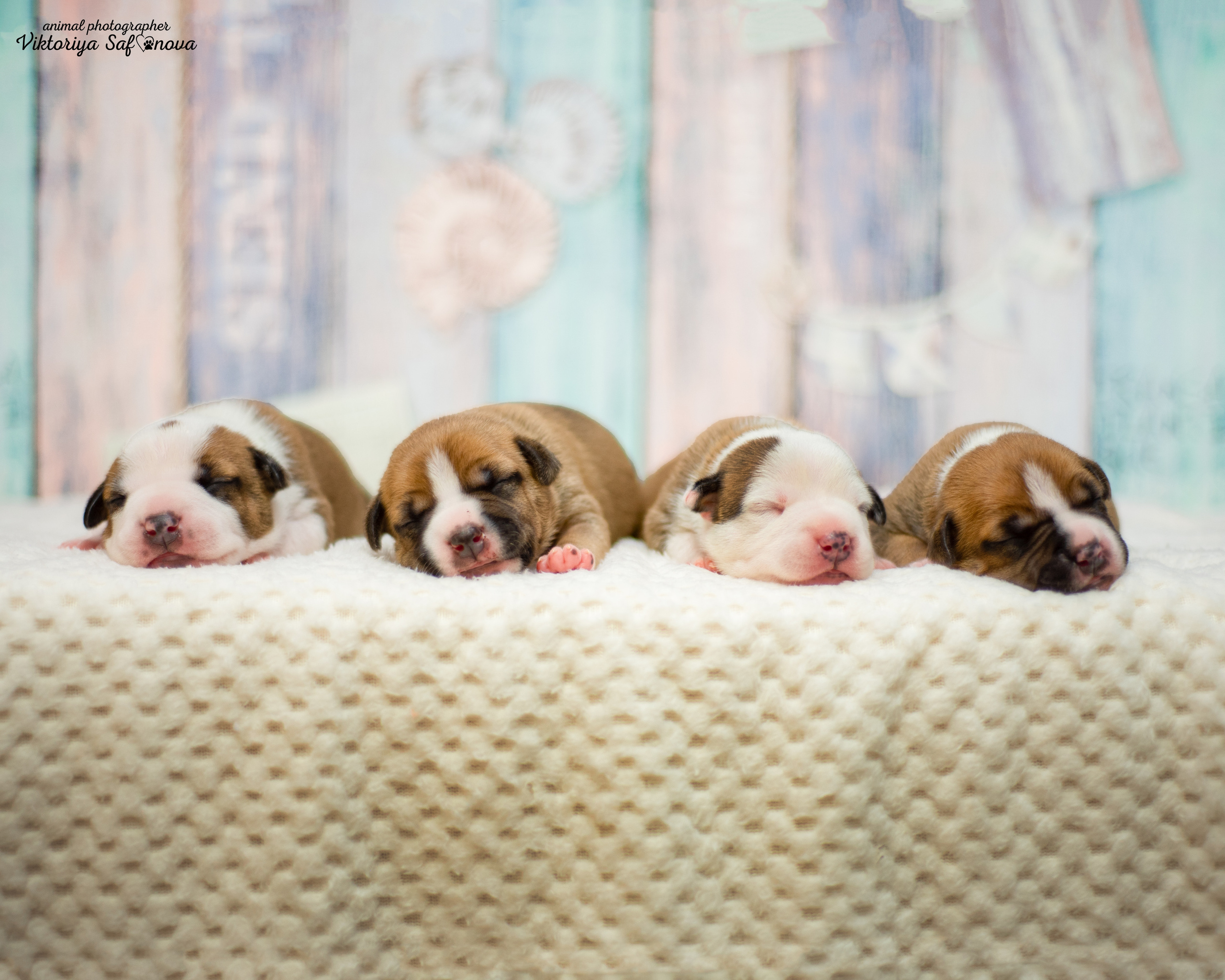 Стафики 17.07.2022. Фотограф анималист Благовещенск. Сафонова Виктория