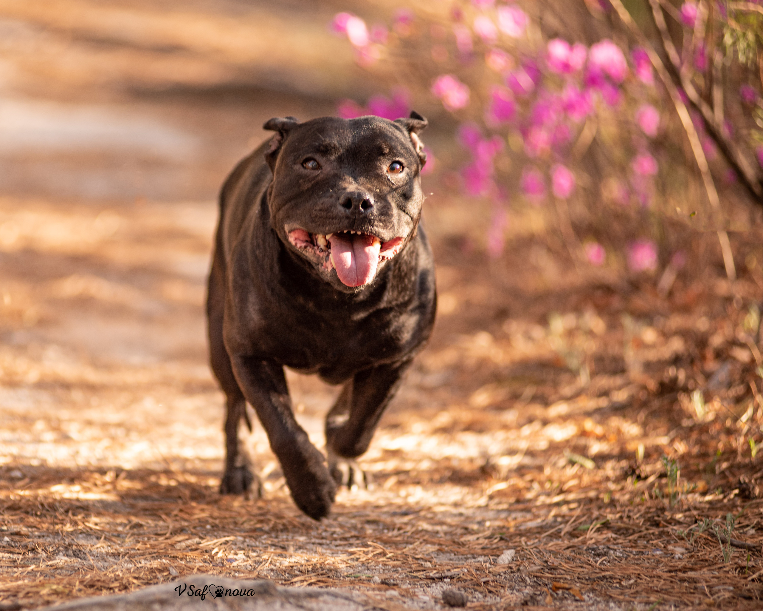 Вита, Егор, Фина и Робин 09.05.2022. Фотограф анималист Благовещенск. Сафонова Виктория