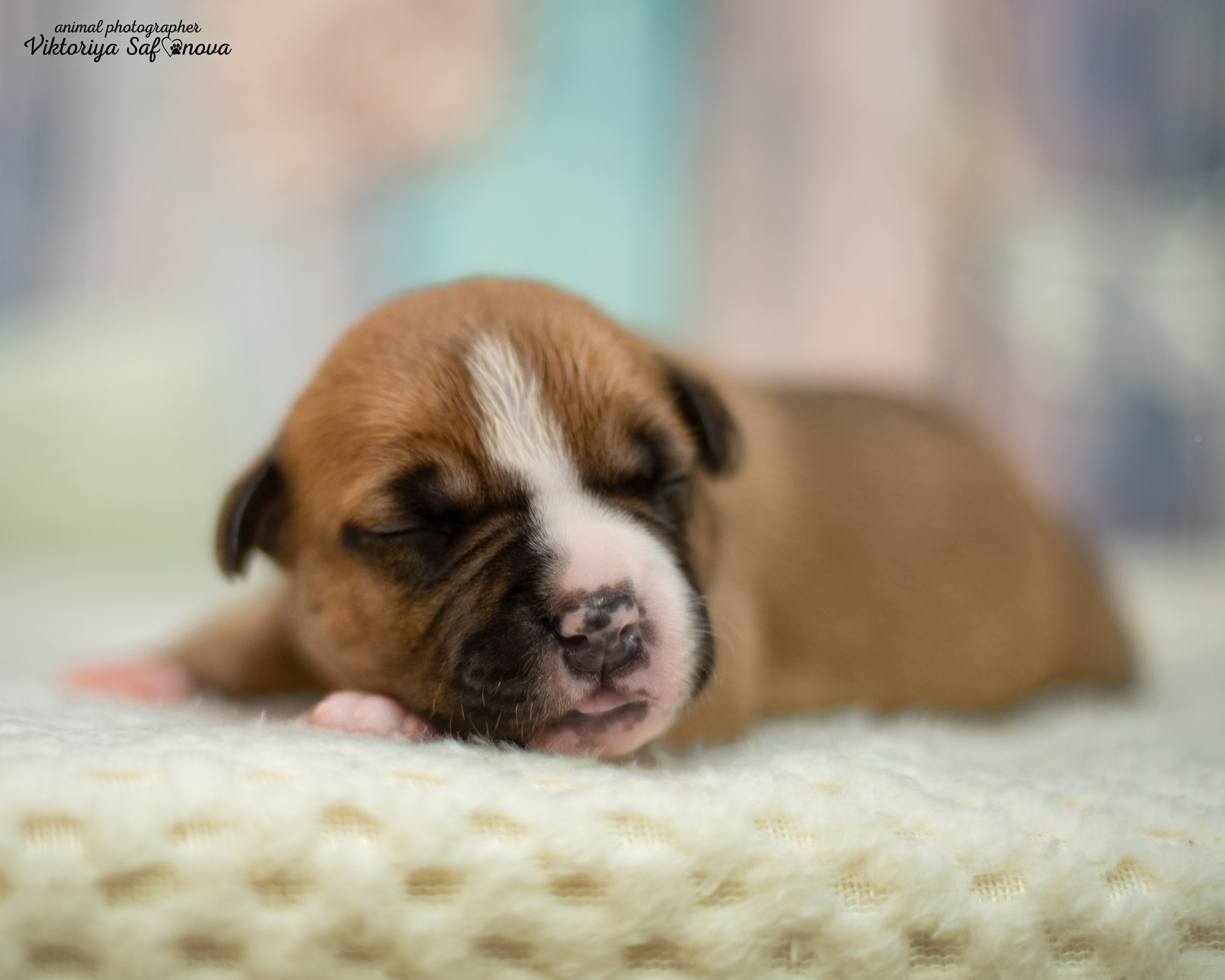 Стафики 17.07.2022. Фотограф анималист Благовещенск. Сафонова Виктория