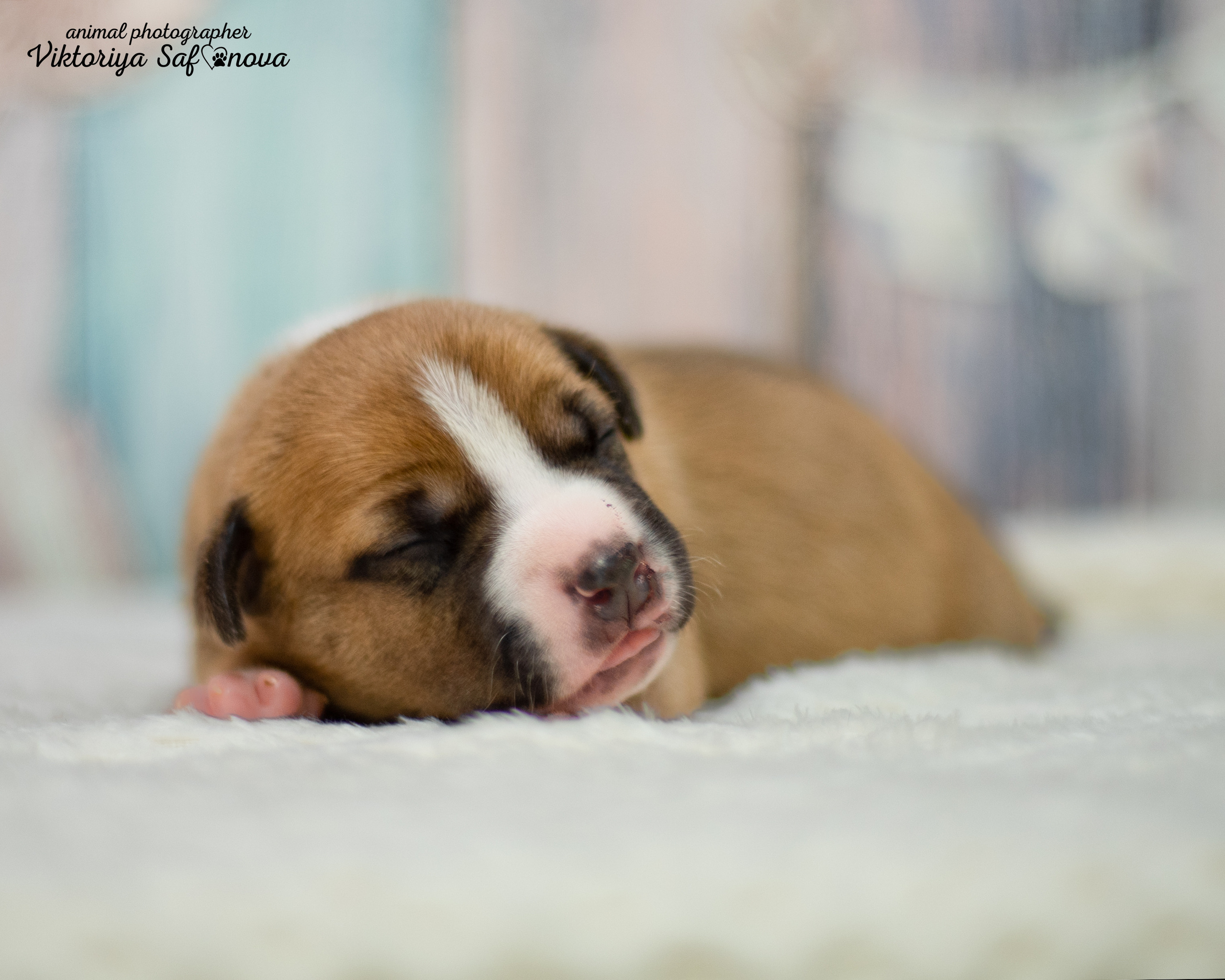 Стафики 17.07.2022. Фотограф анималист Благовещенск. Сафонова Виктория