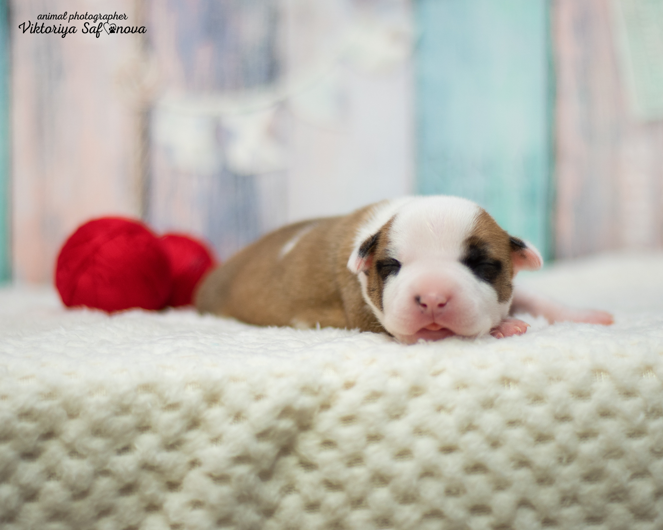 Стафики 17.07.2022. Фотограф анималист Благовещенск. Сафонова Виктория
