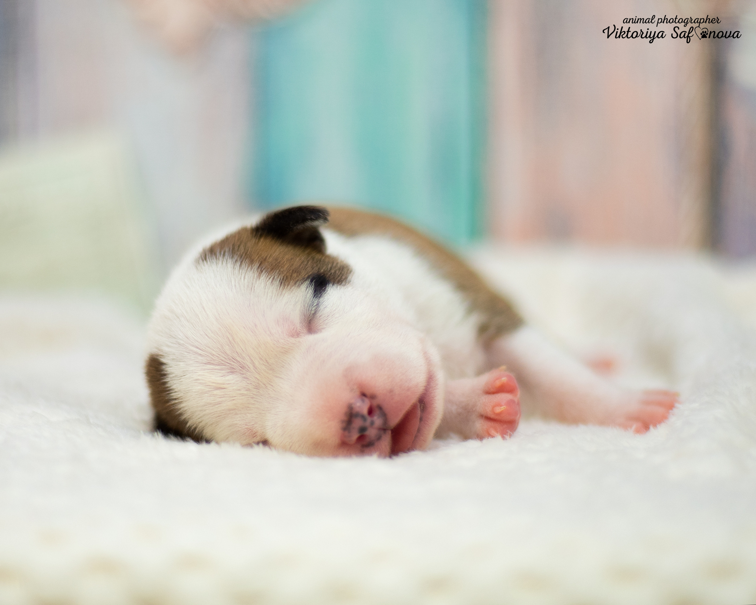 Стафики 17.07.2022. Фотограф анималист Благовещенск. Сафонова Виктория