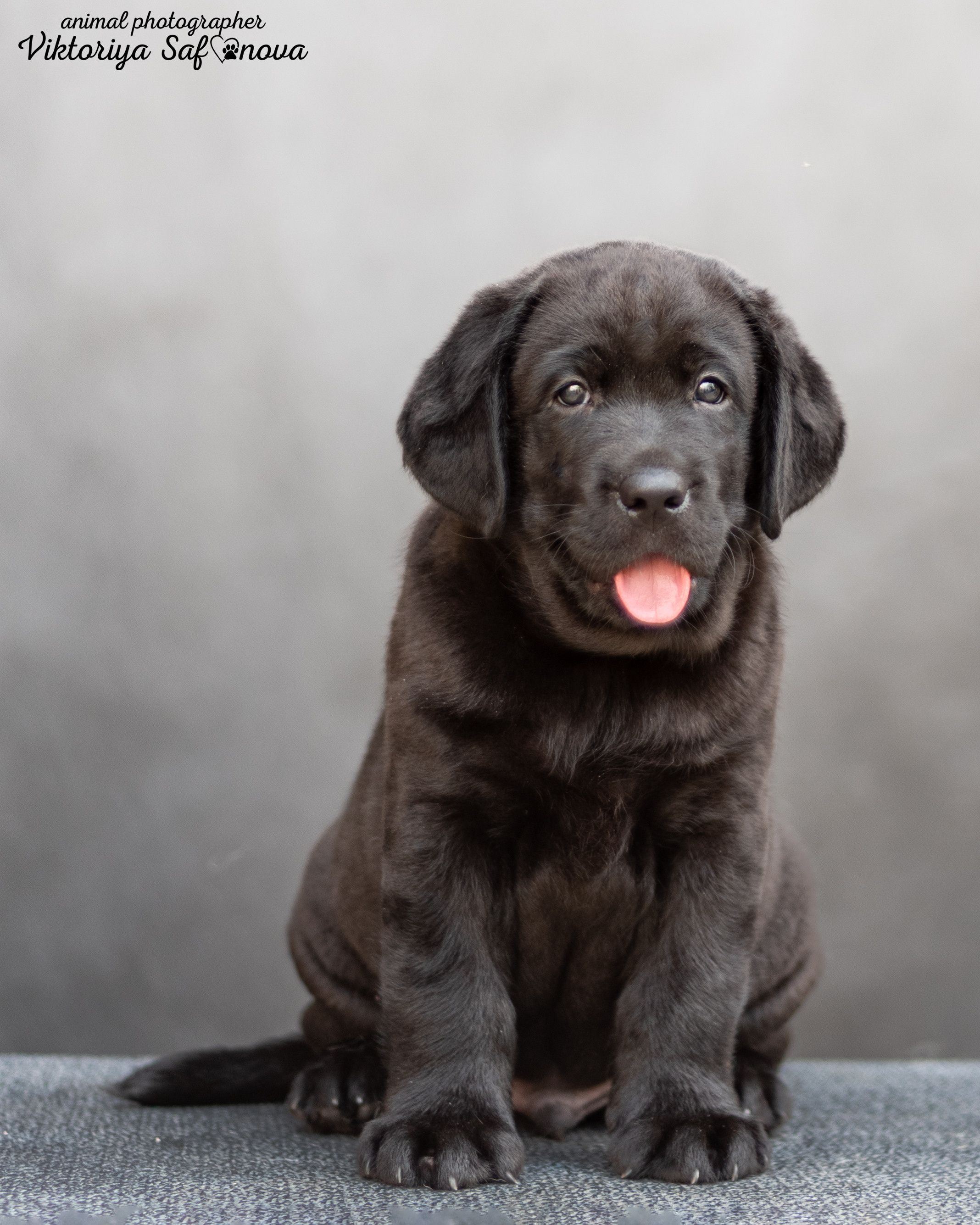Лабродорчики 08.07.2022. Фотограф анималист Благовещенск. Сафонова Виктория