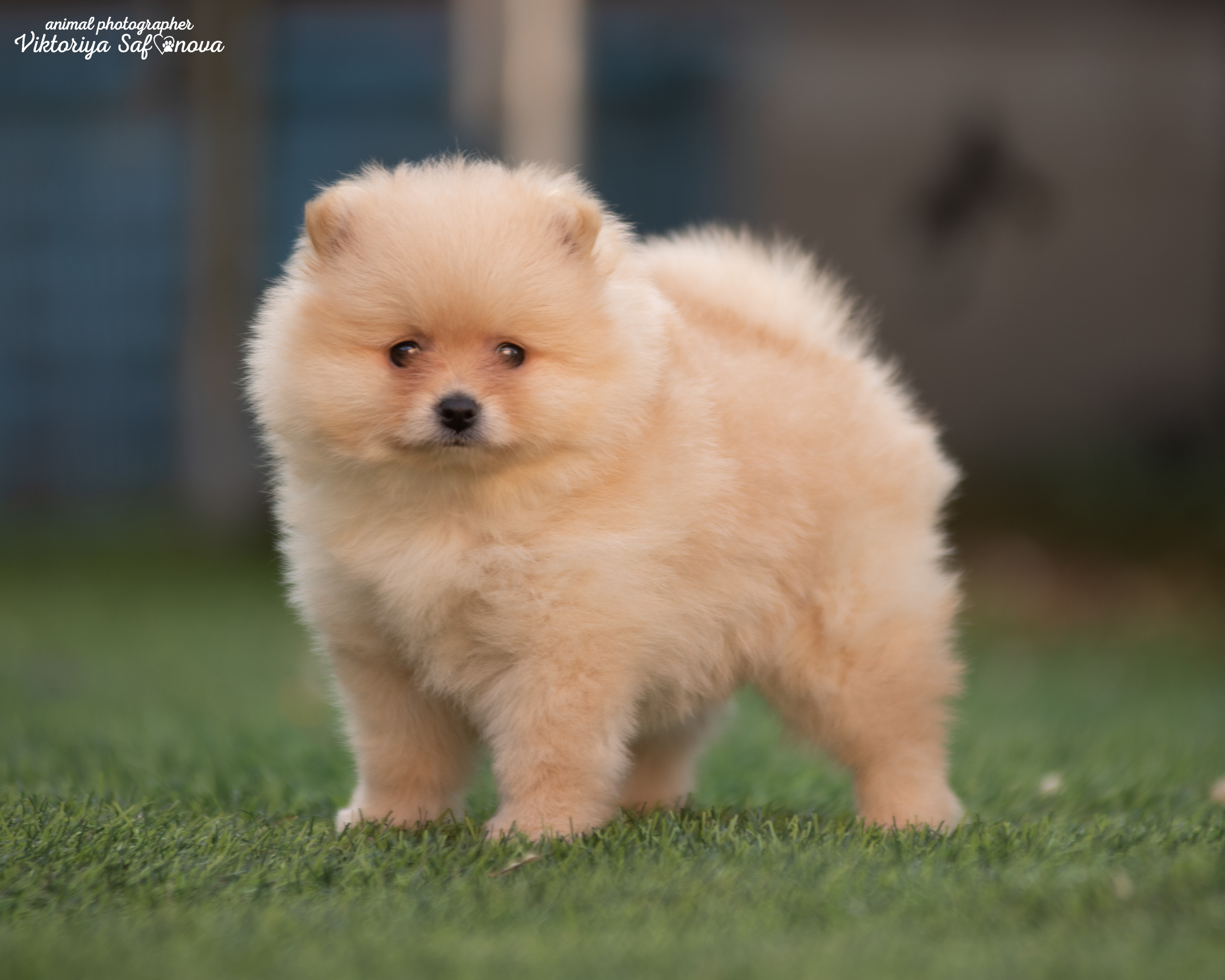 Немецкий шпиц 11.06.2022. Фотограф анималист Благовещенск. Сафонова Виктория