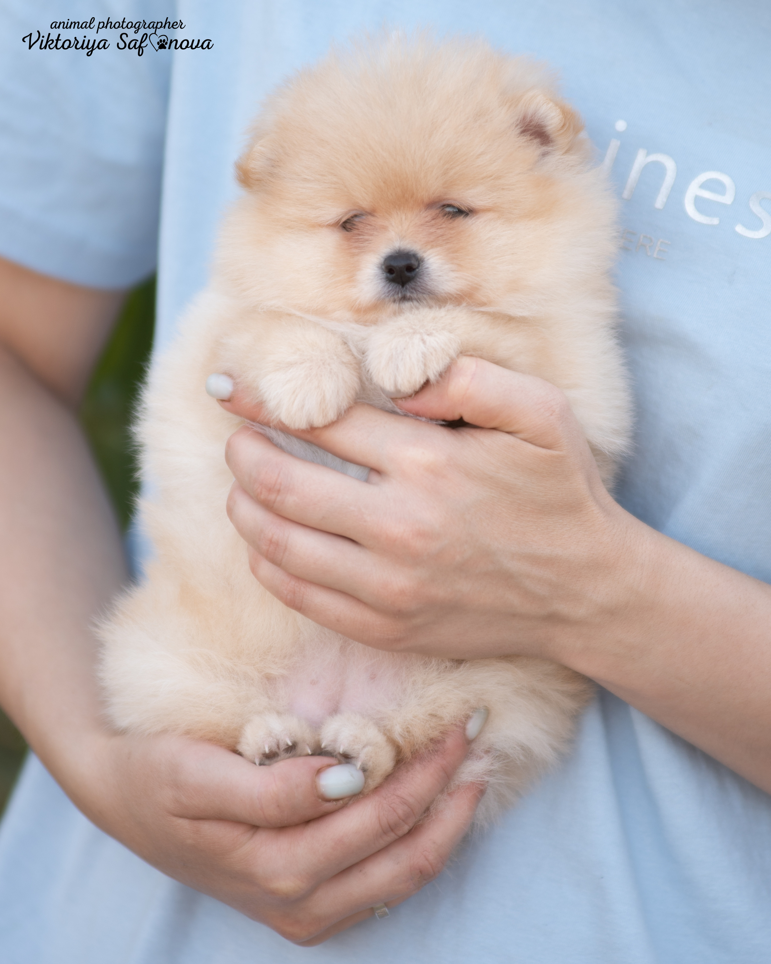 Немецкий шпиц 11.06.2022. Фотограф анималист Благовещенск. Сафонова Виктория