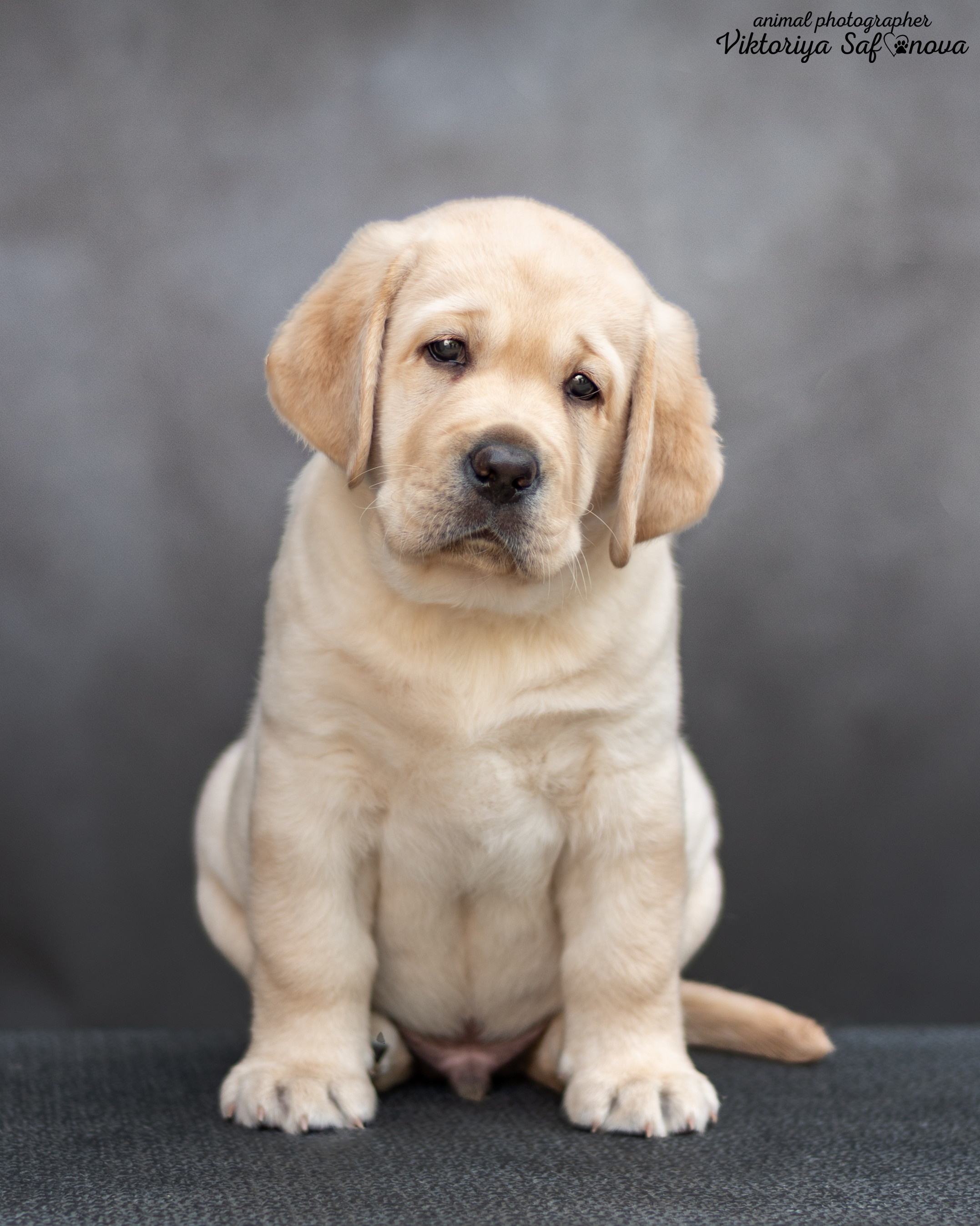 Лабродорчики 08.07.2022. Фотограф анималист Благовещенск. Сафонова Виктория