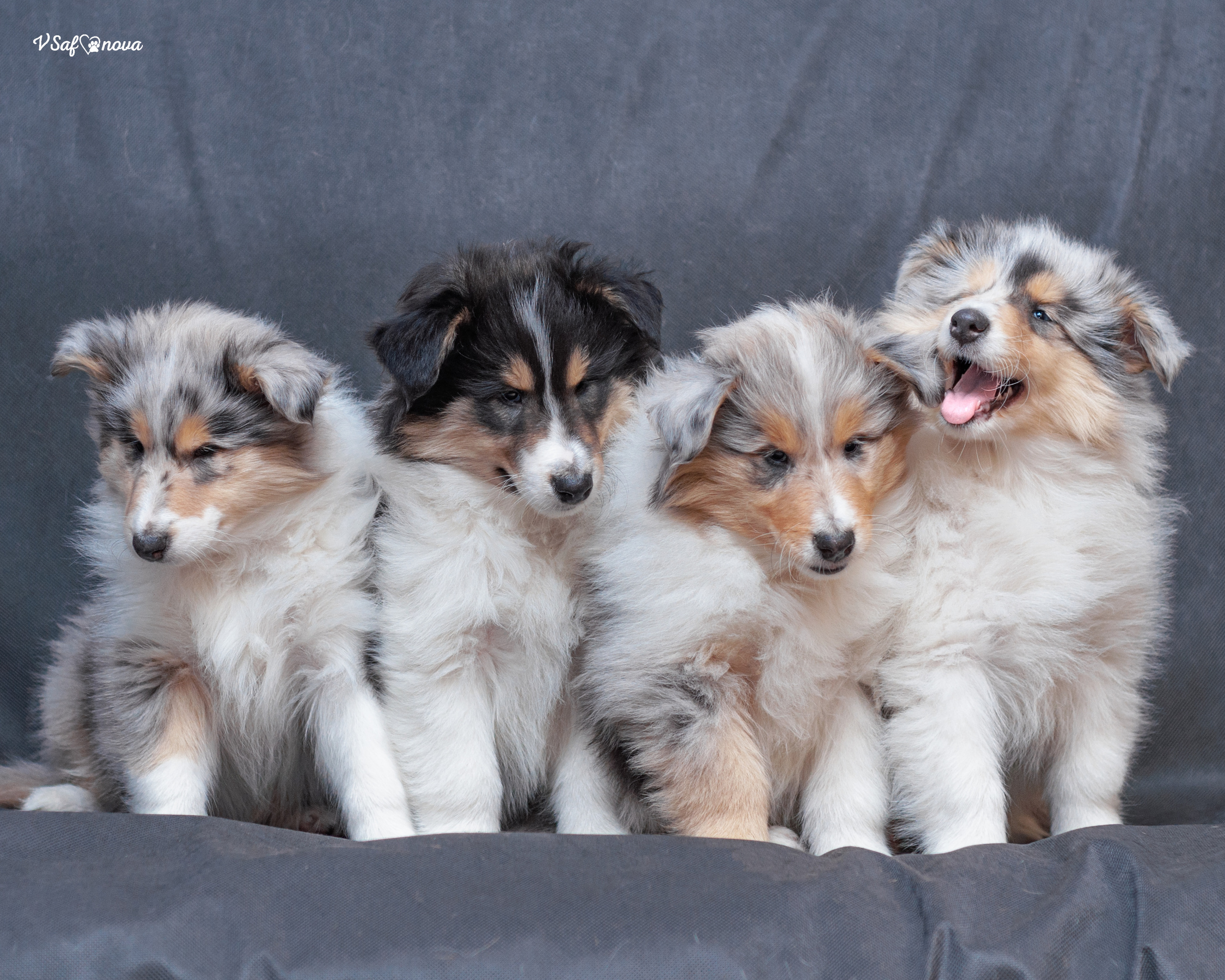 Колли 22.03.2022. Фотограф анималист Благовещенск. Сафонова Виктория