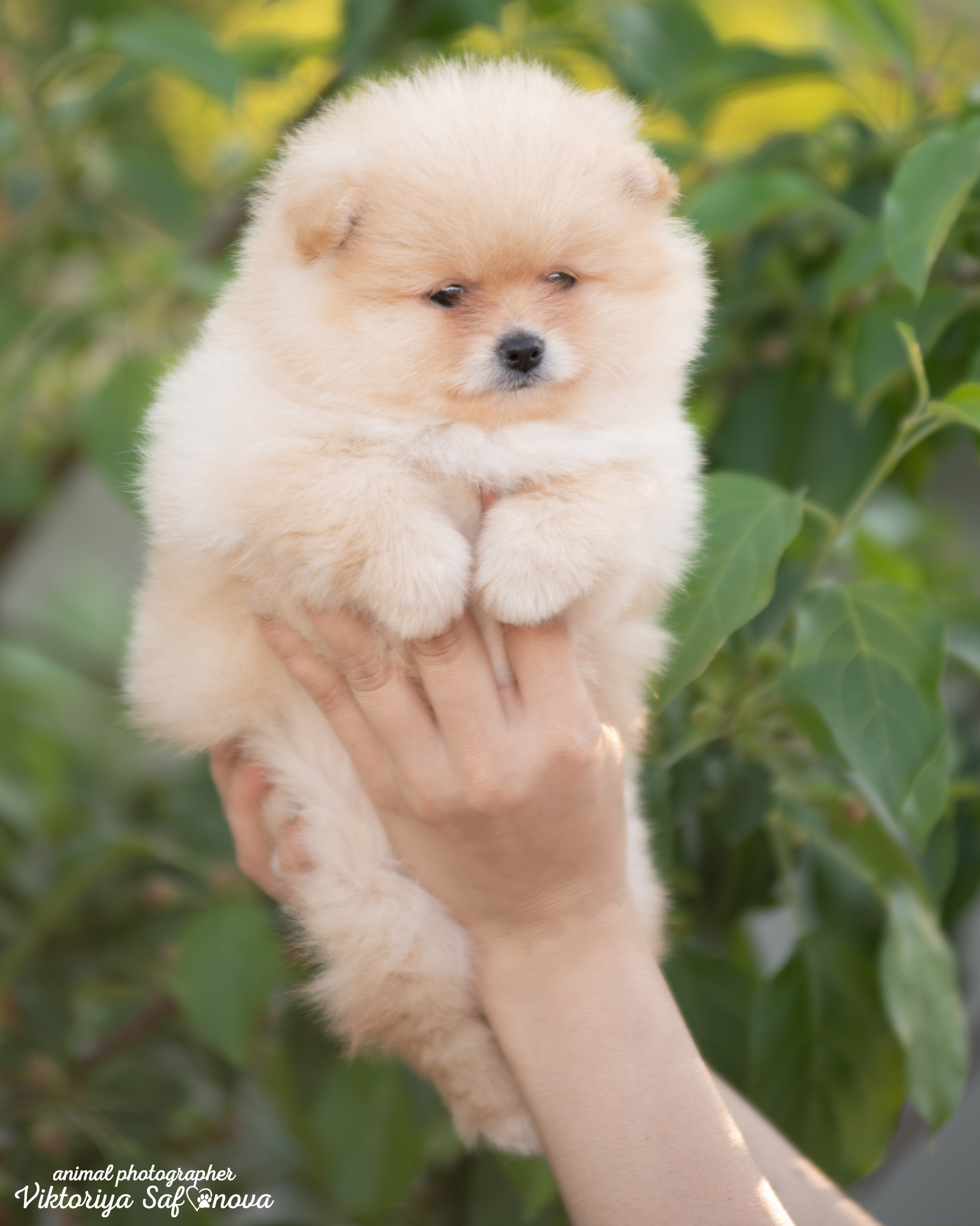 Немецкий шпиц 11.06.2022. Фотограф анималист Благовещенск. Сафонова Виктория