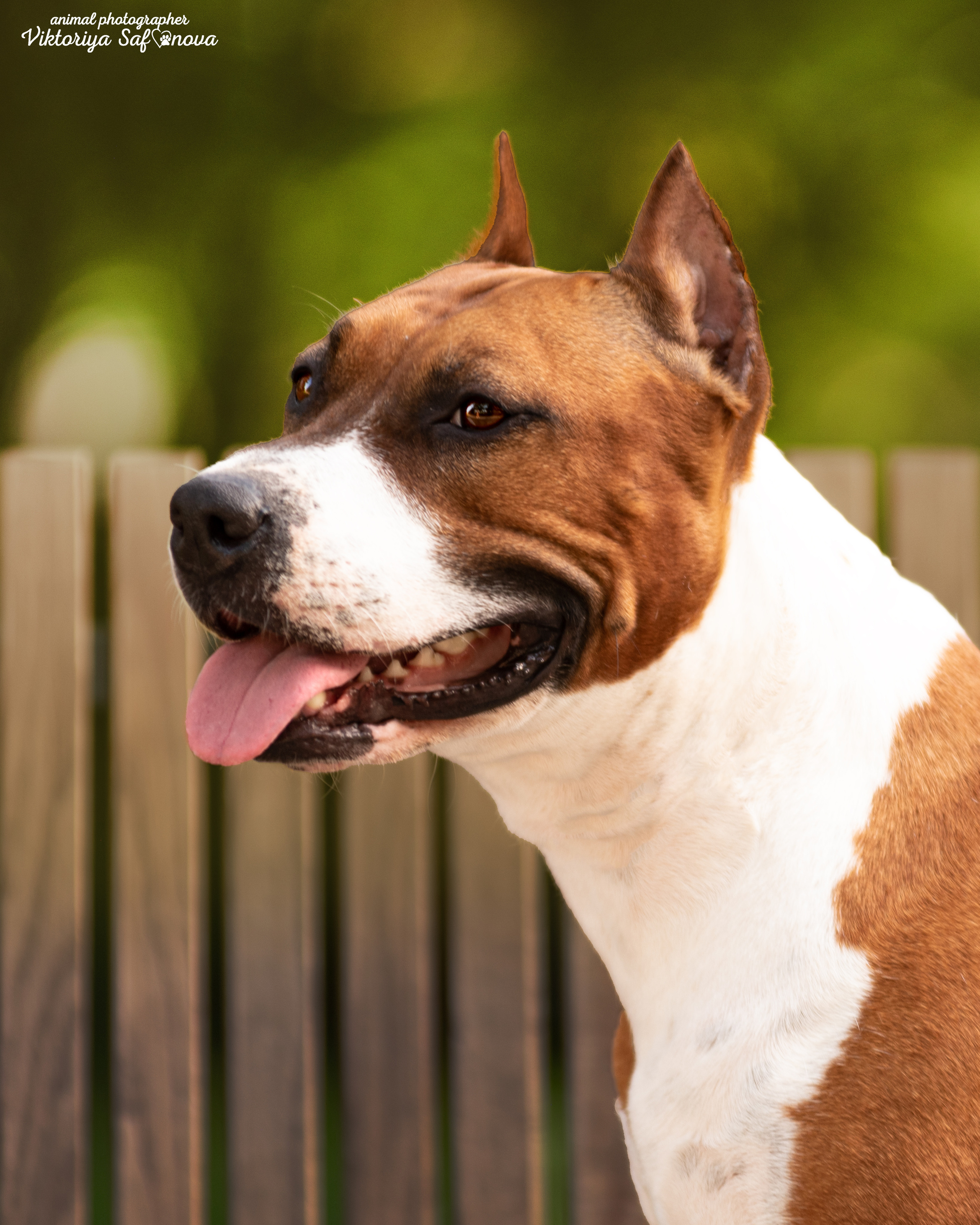 Аня и Гера 28.06.2022. Фотограф анималист Благовещенск. Сафонова Виктория